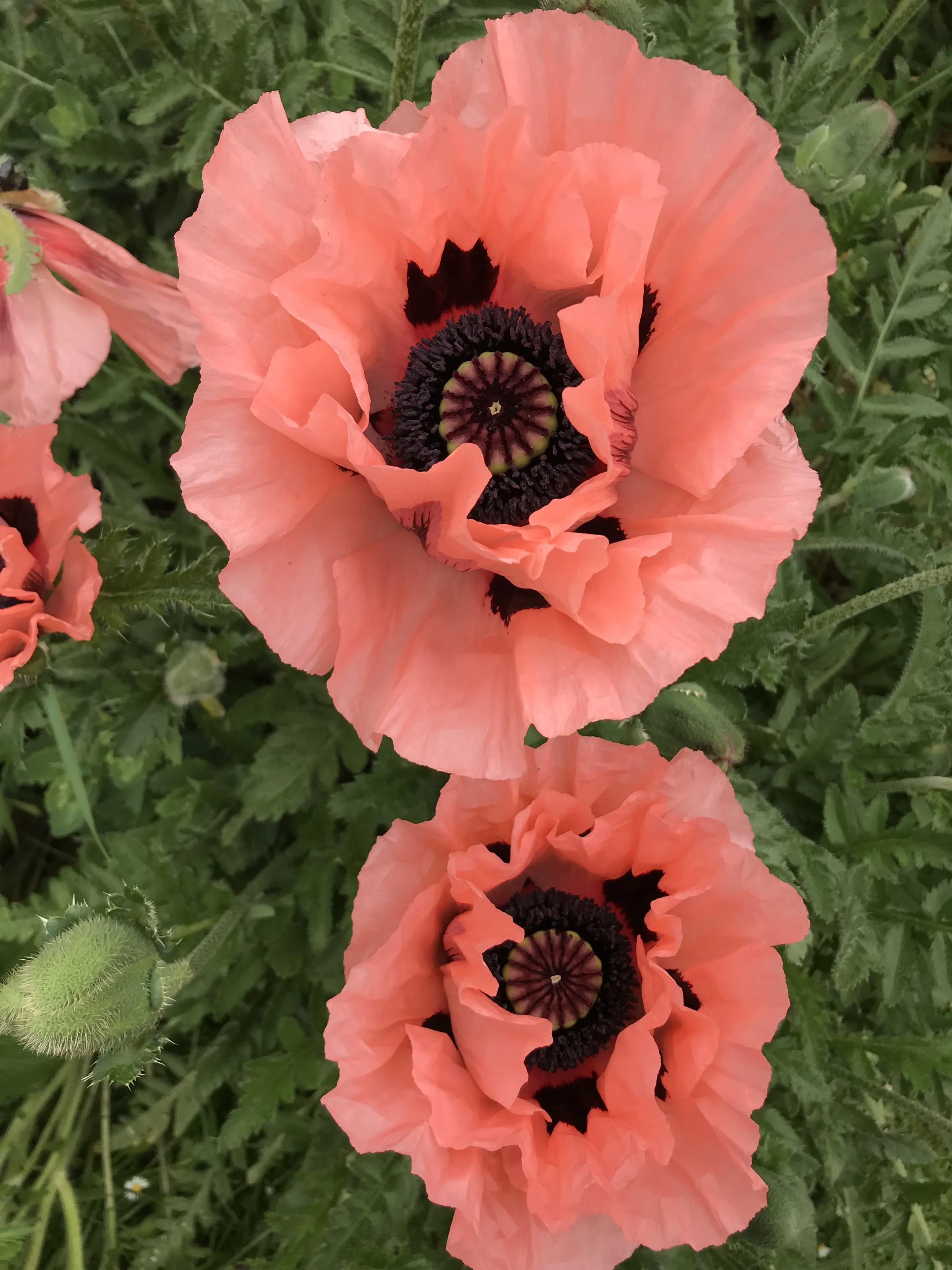 Poppies