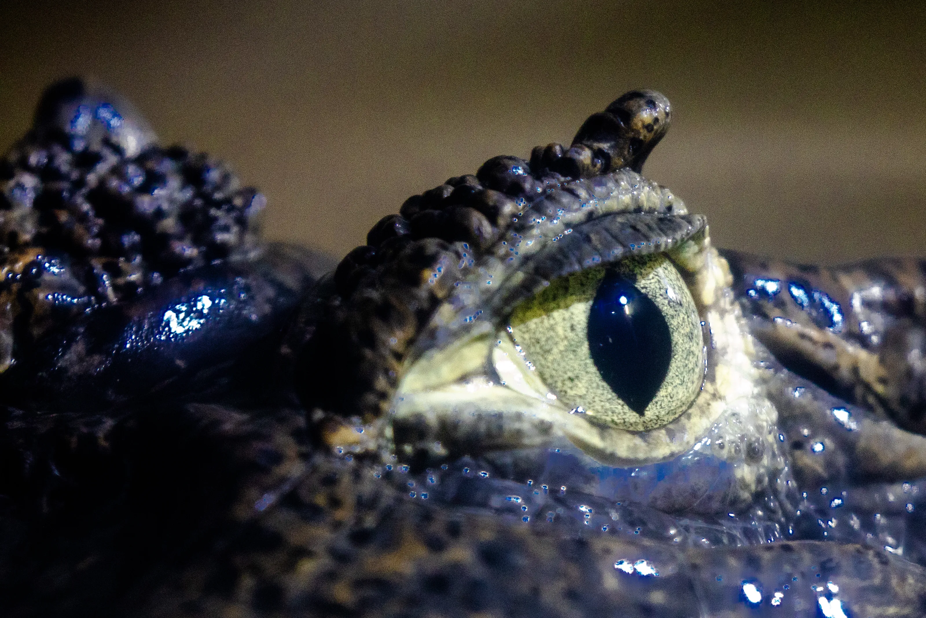 Animal Eyes in Colour