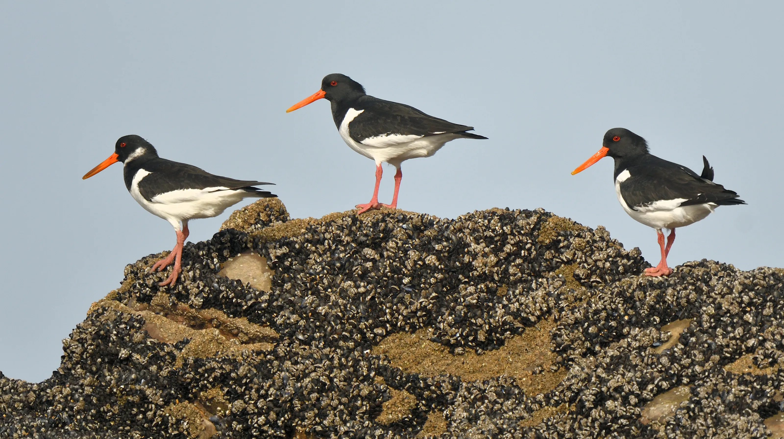 Oystercatchers
