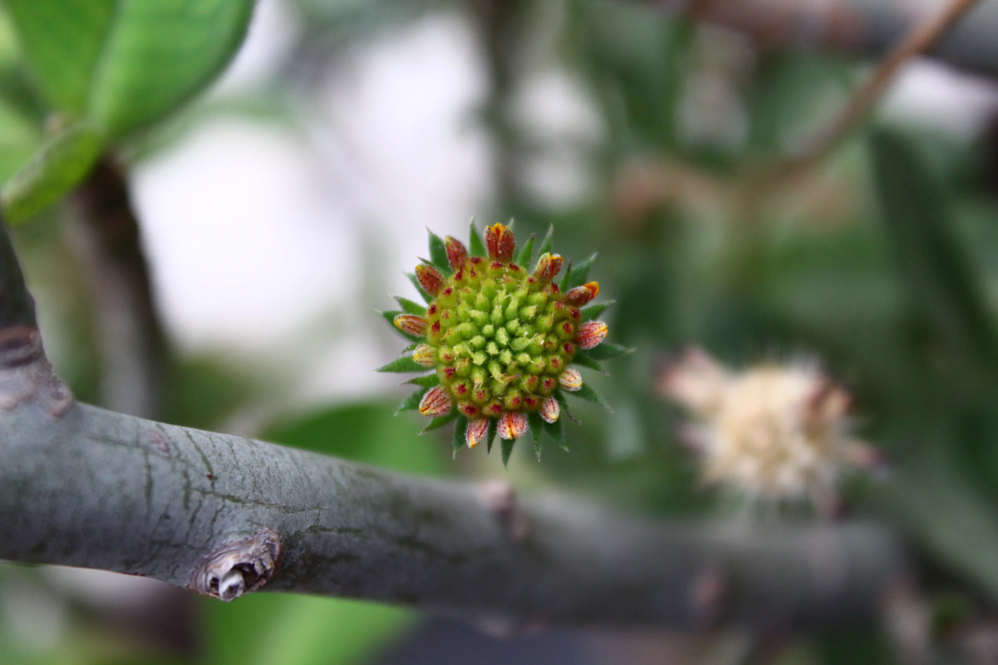 Flowers In Growth