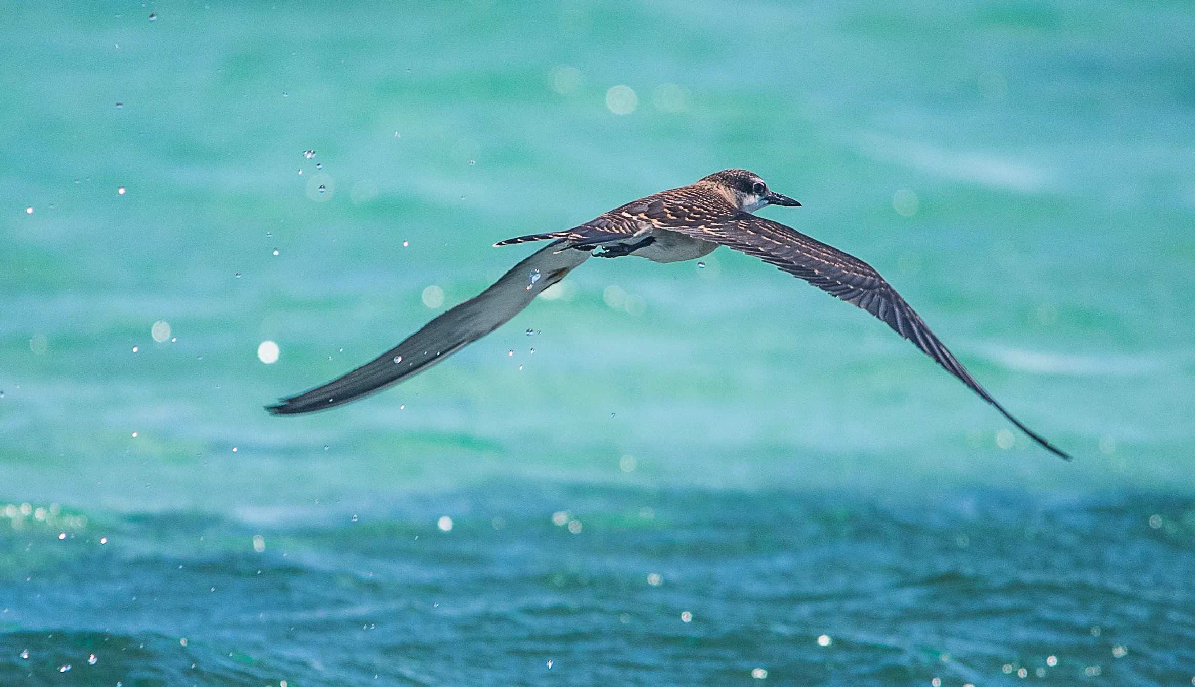 Birds in Flight
