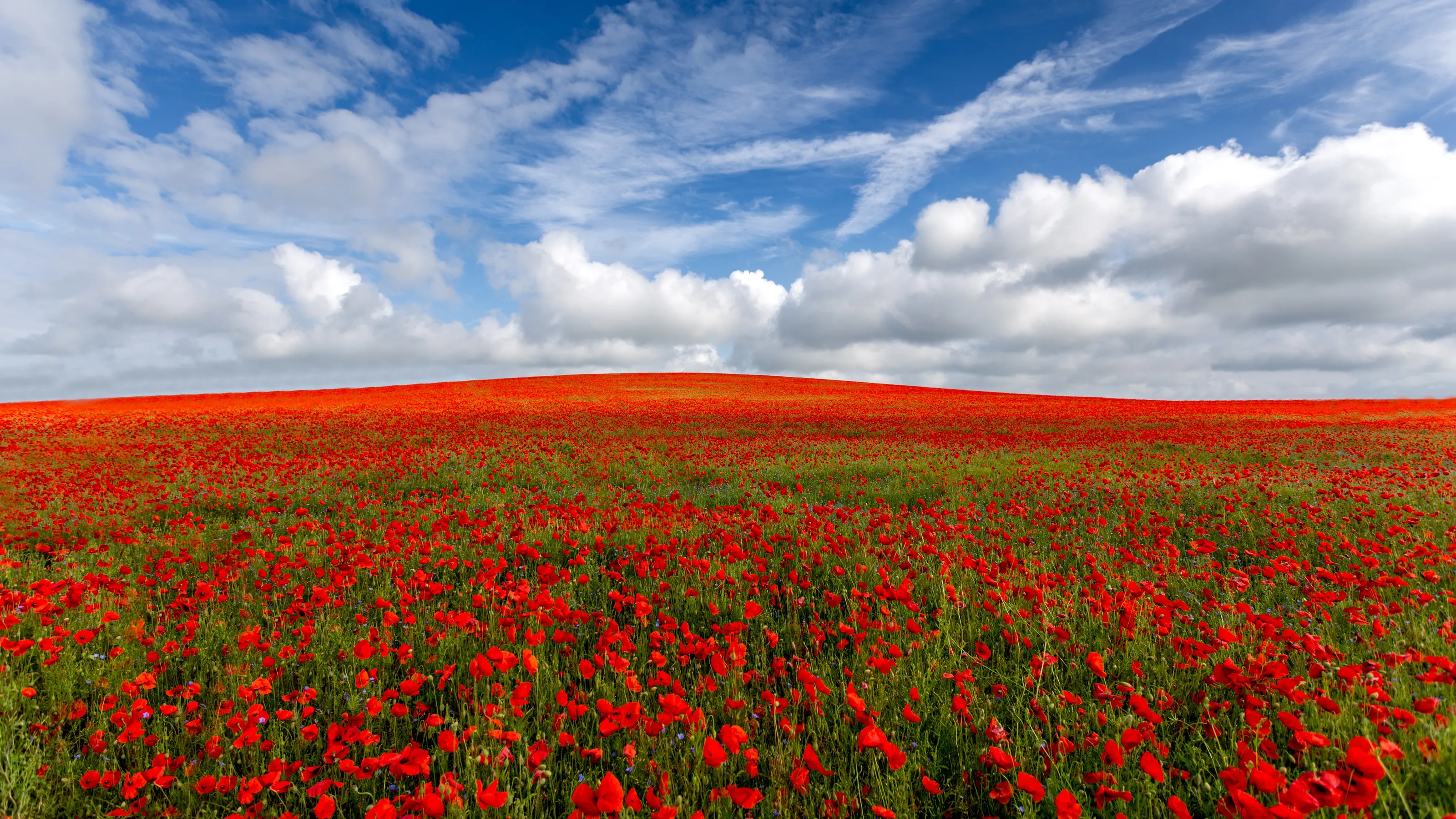 Fields of Poppies in Colour