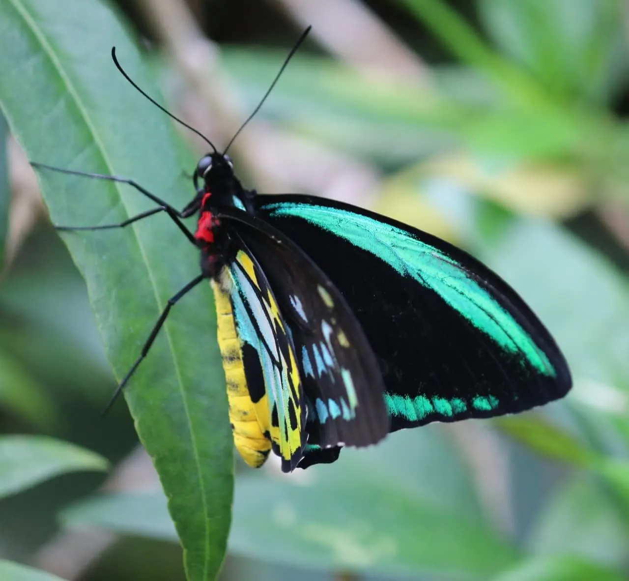 Butterflies Close-up