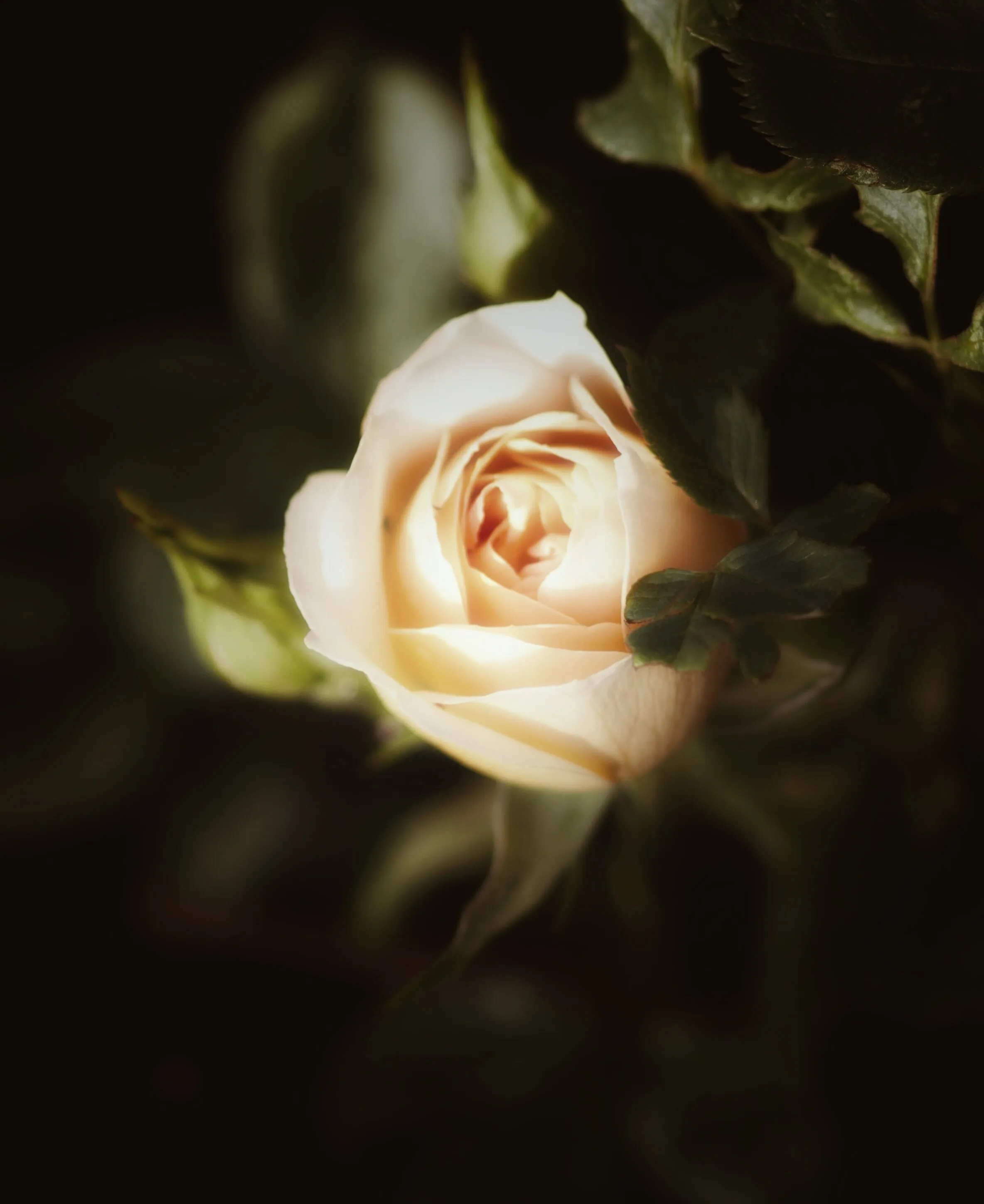 Rosebud