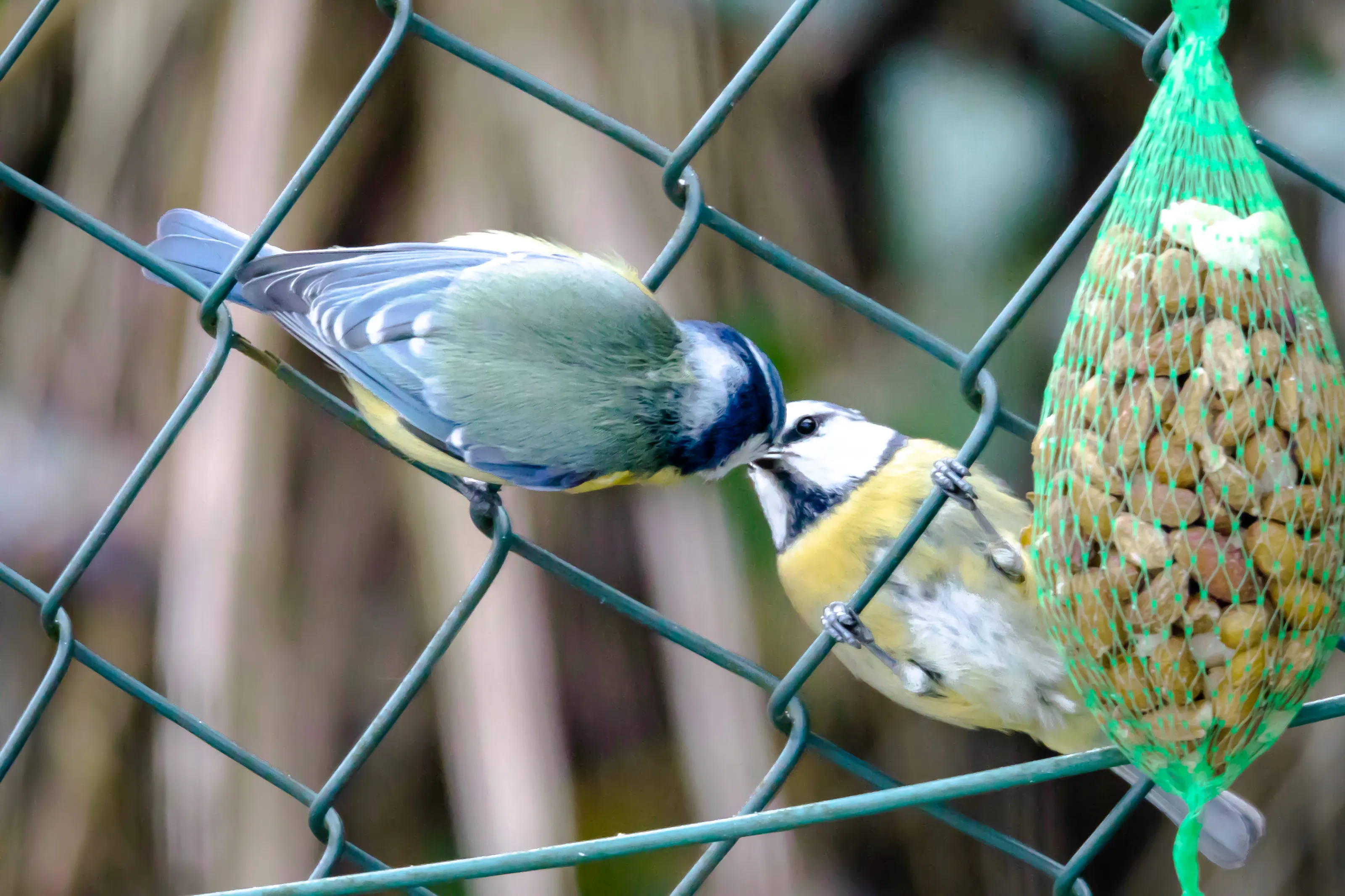 Birds of the Tit Family (in colour)