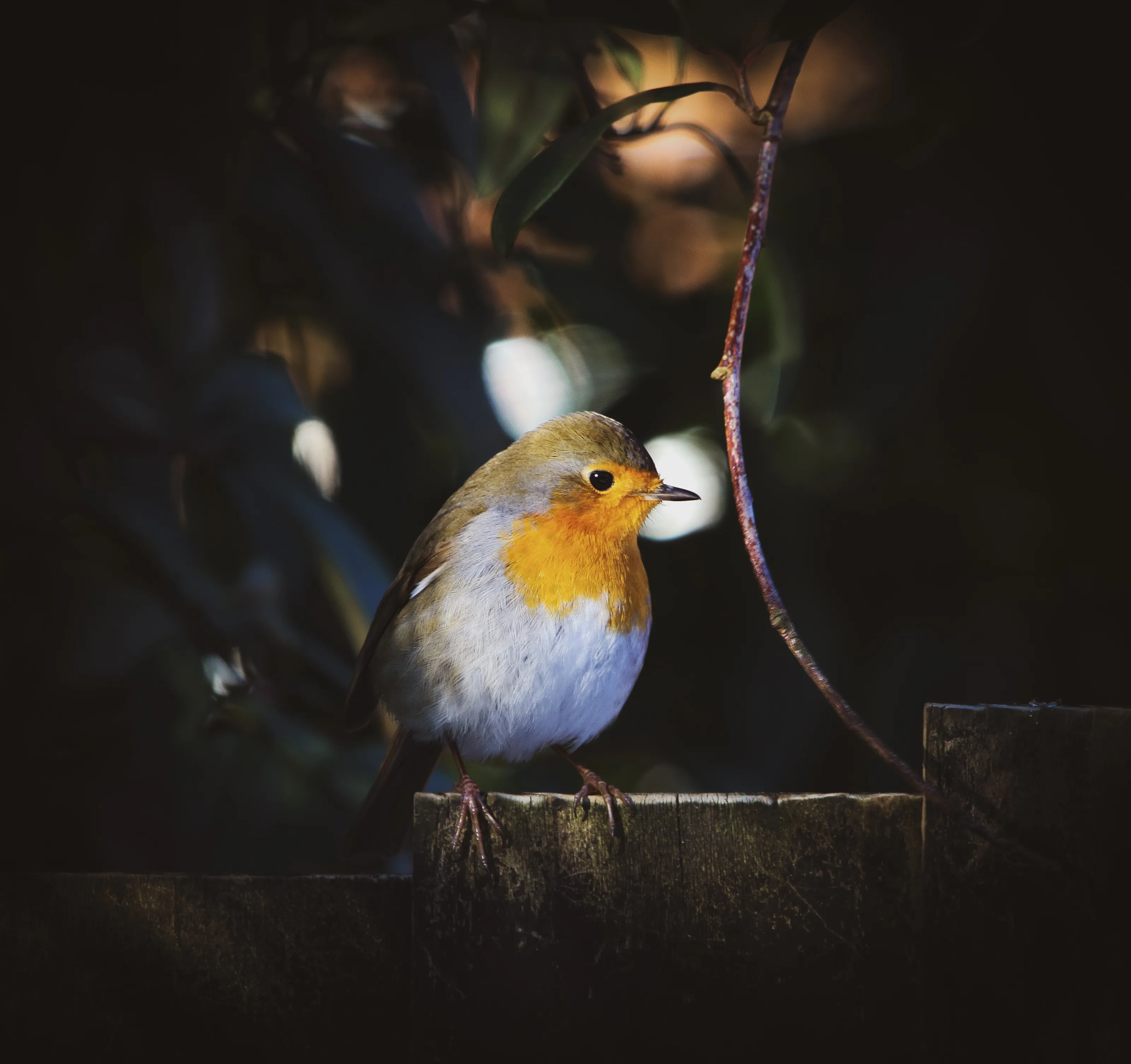 Robins in Colour
