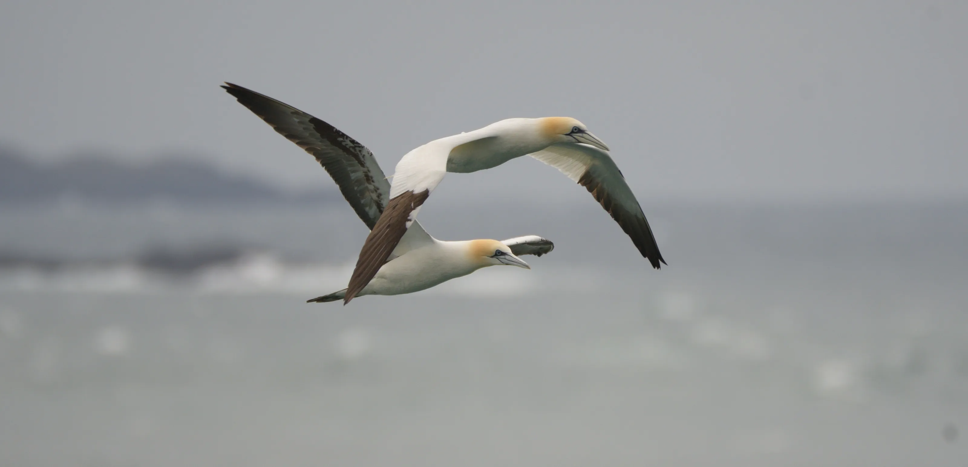 Coastal Birds
