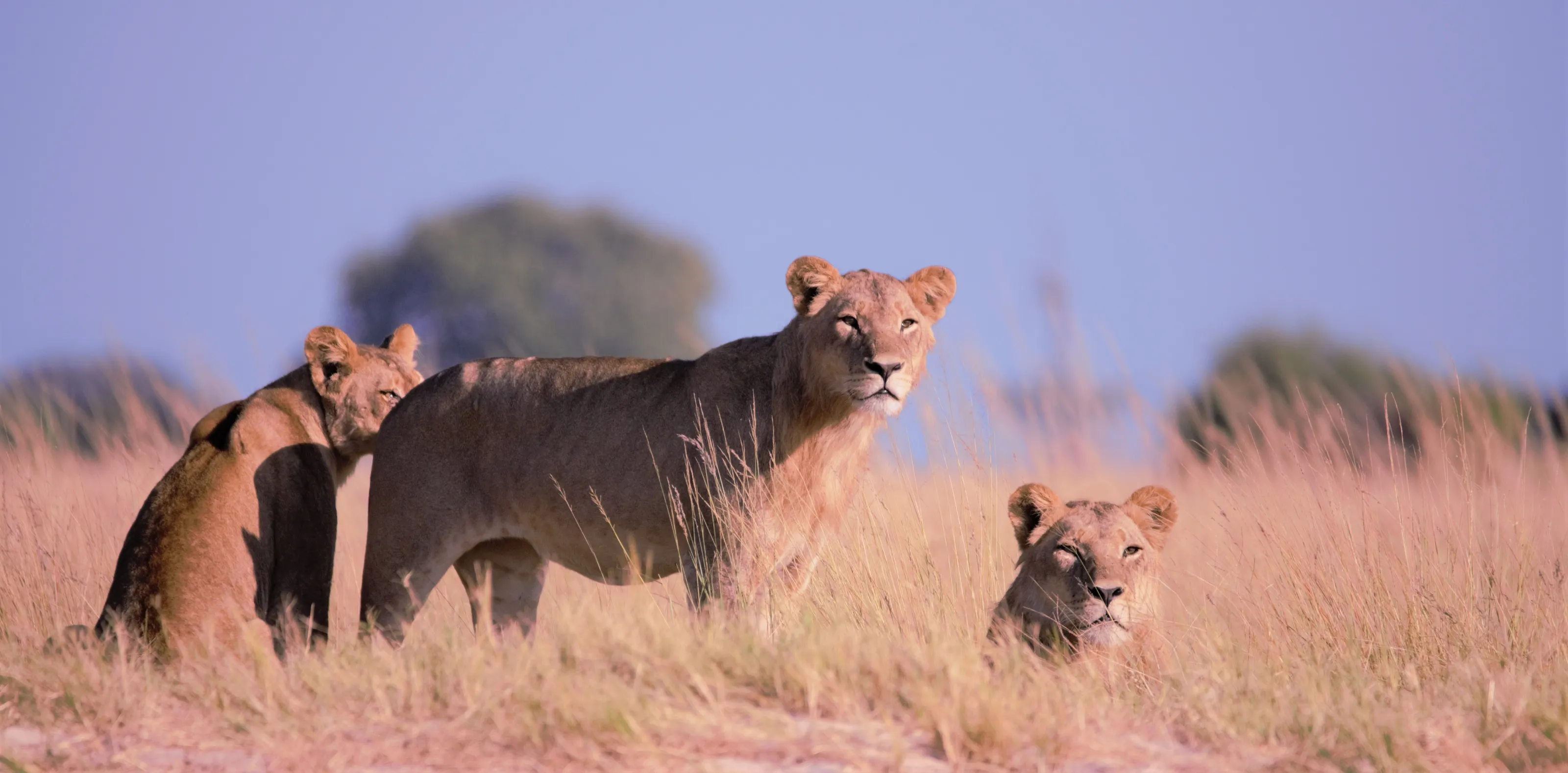 Lions in the Wild