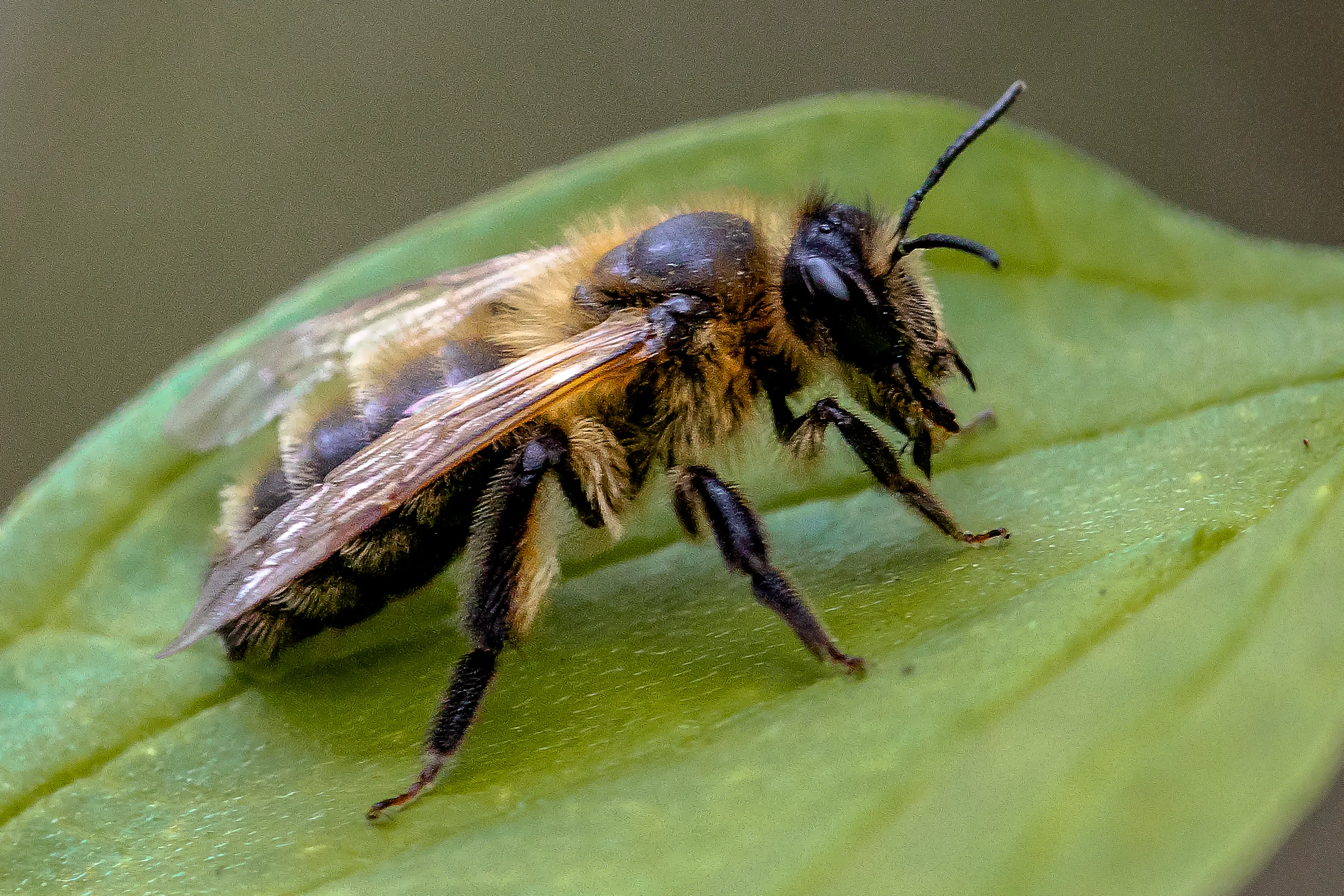 Insects
