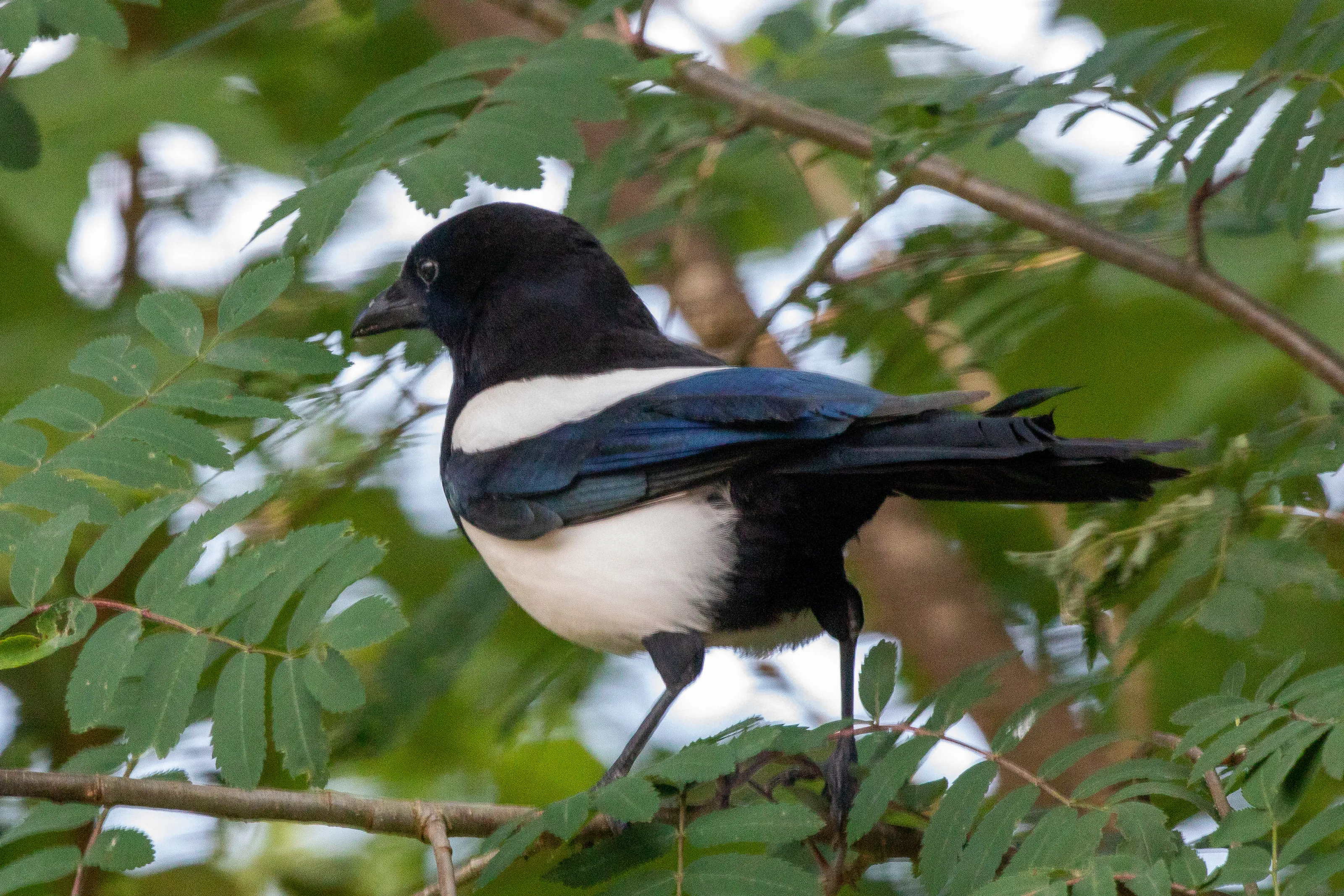 Magpies