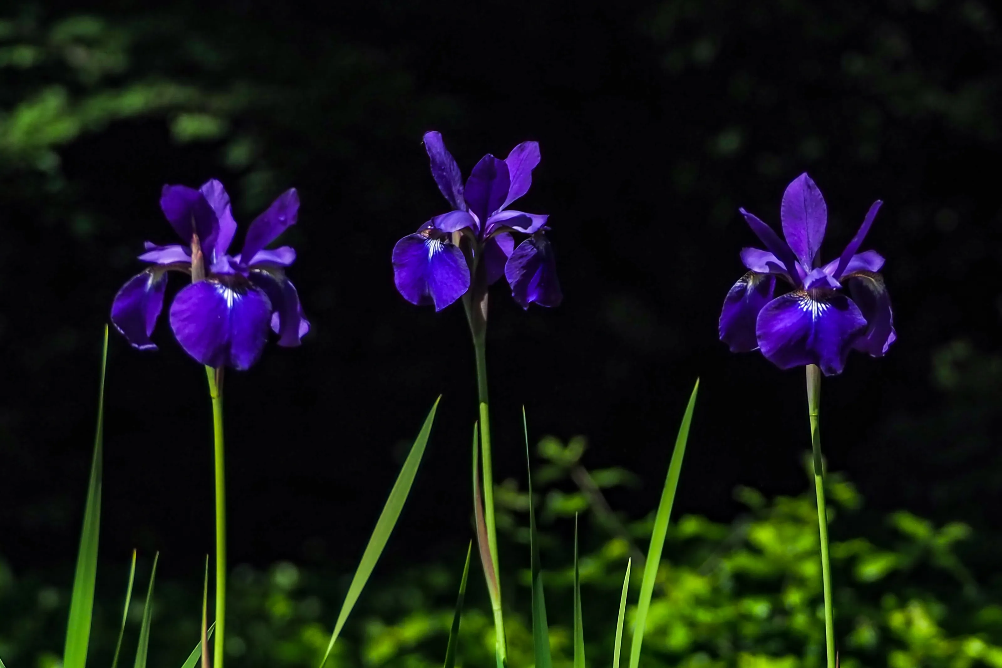 Iris Flowers in Colour