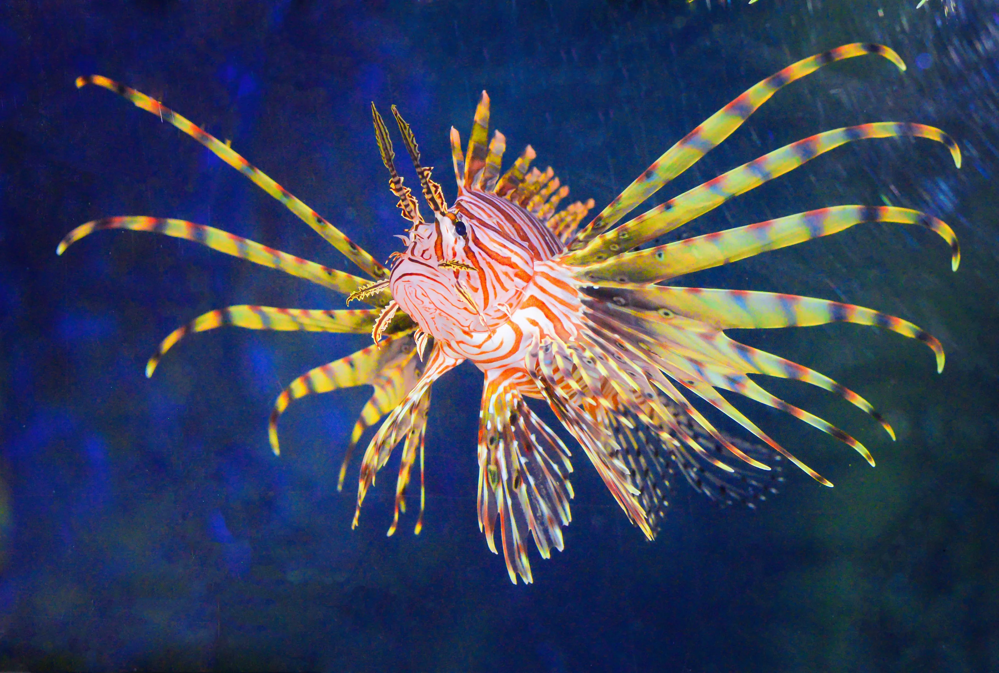 Underwater Nature