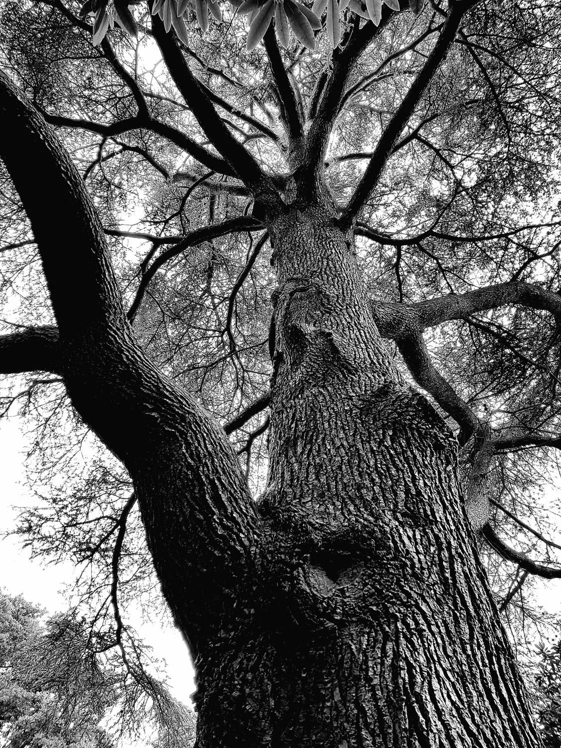 Trees in Black and White