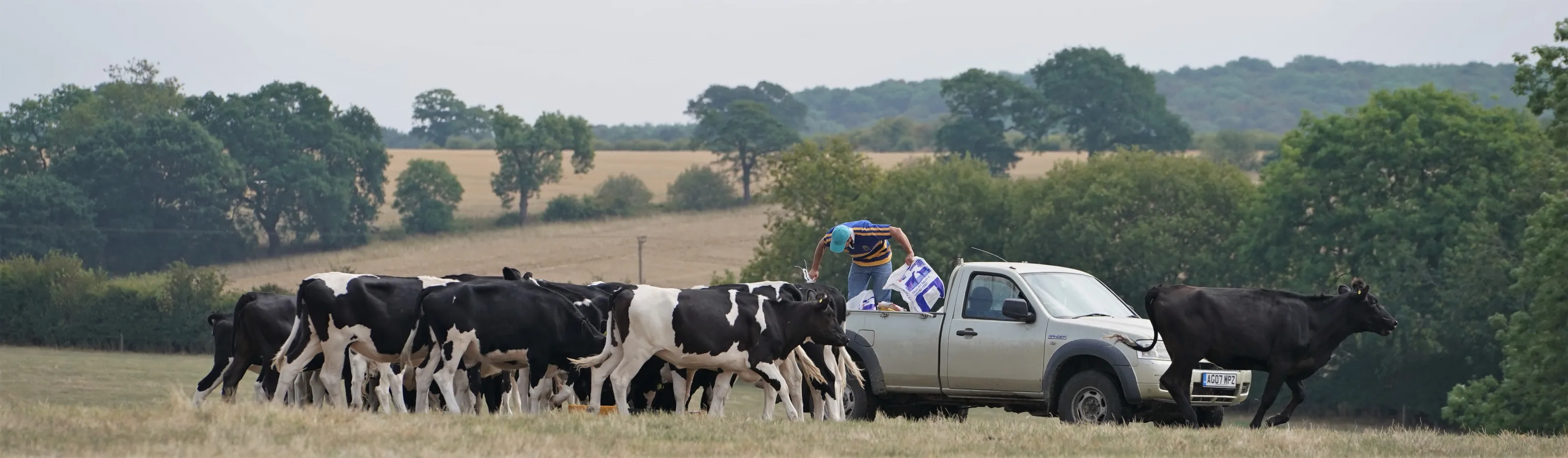 People Farming Cattle