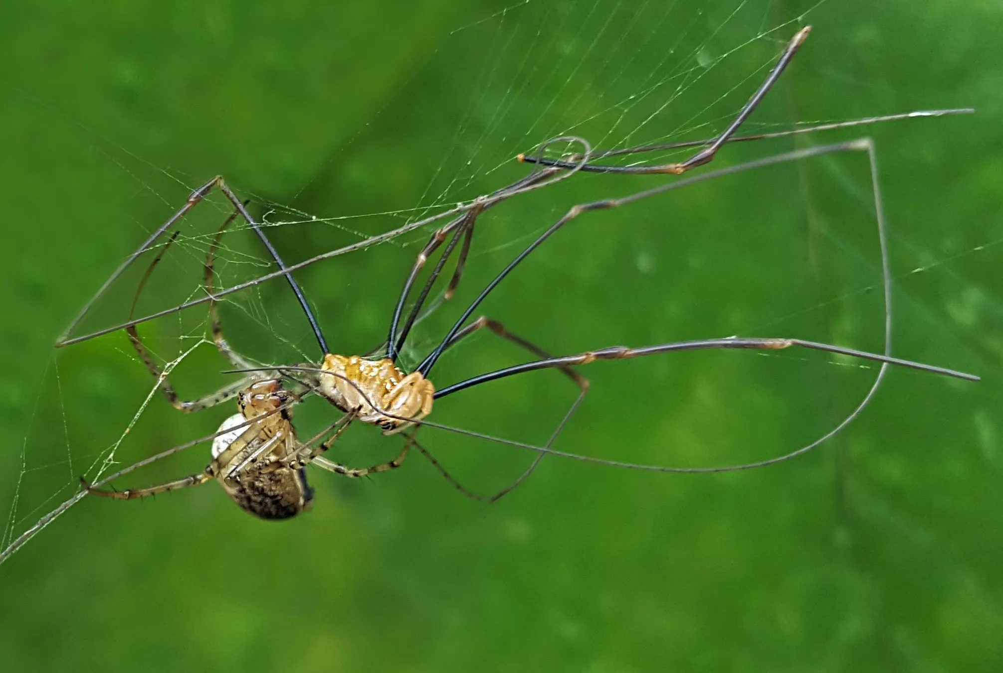 Spiders in Their Webs (in colour)