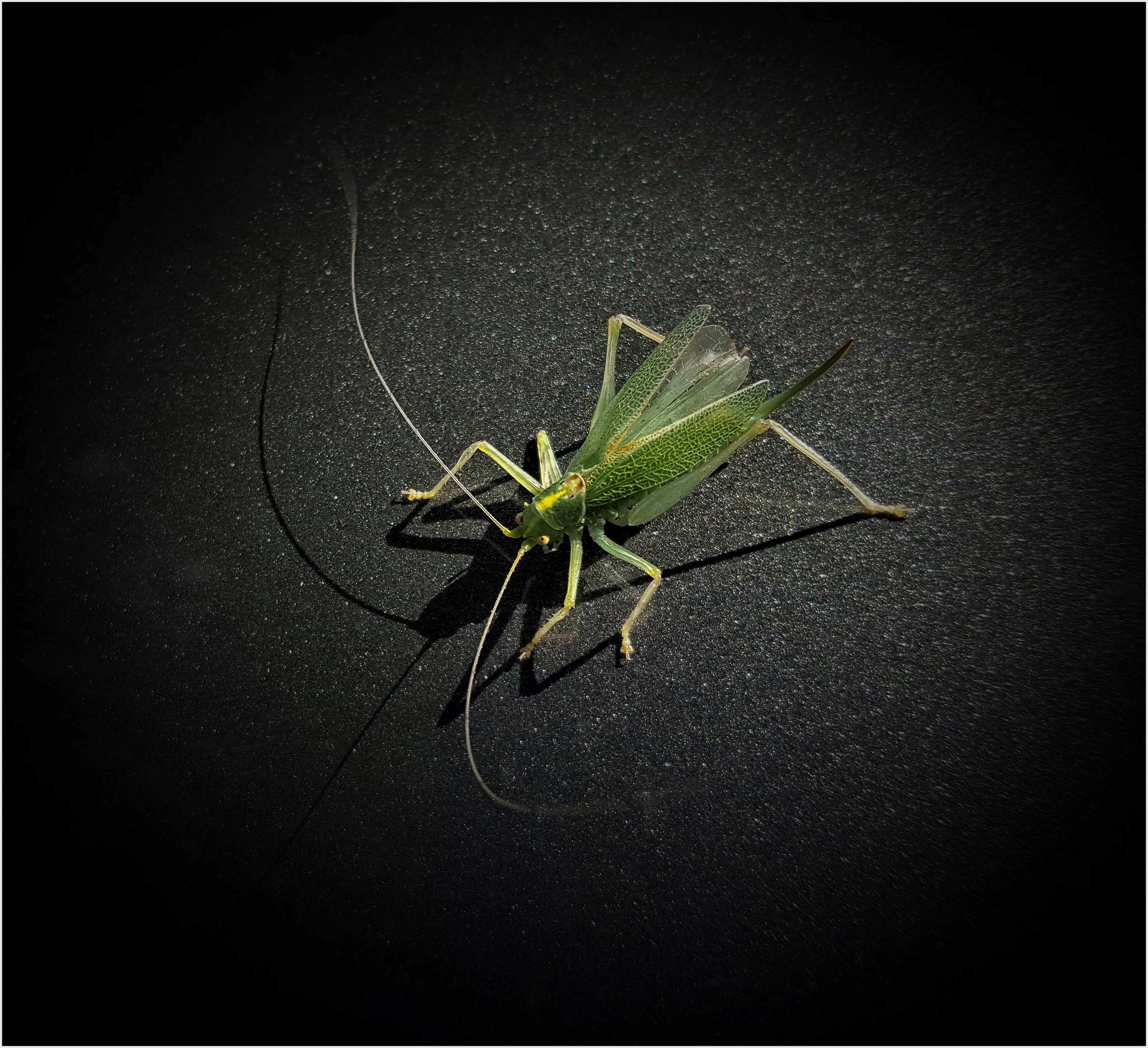 Grasshoppers and Crickets
