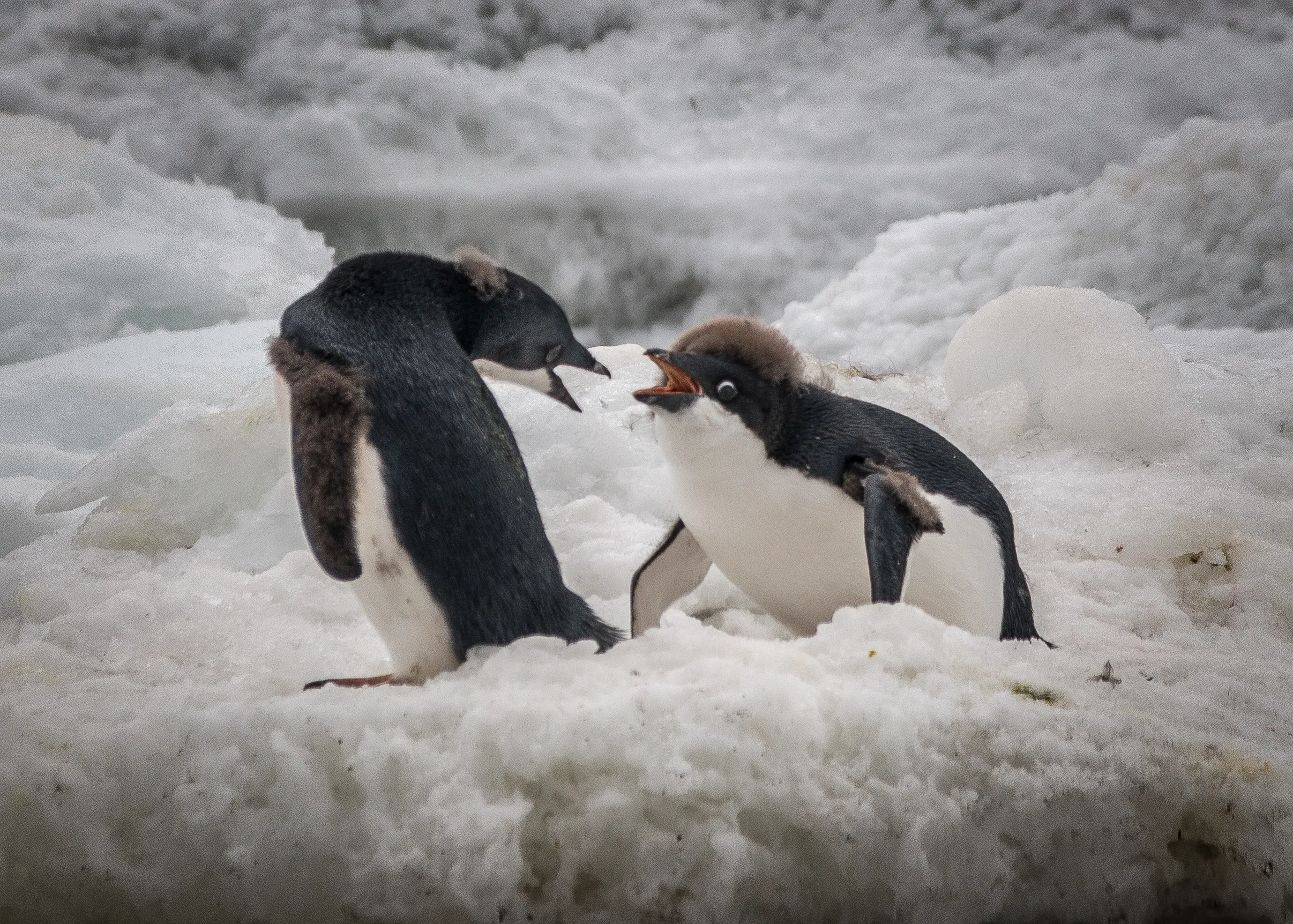 Colour Photos of Black and White Subjects