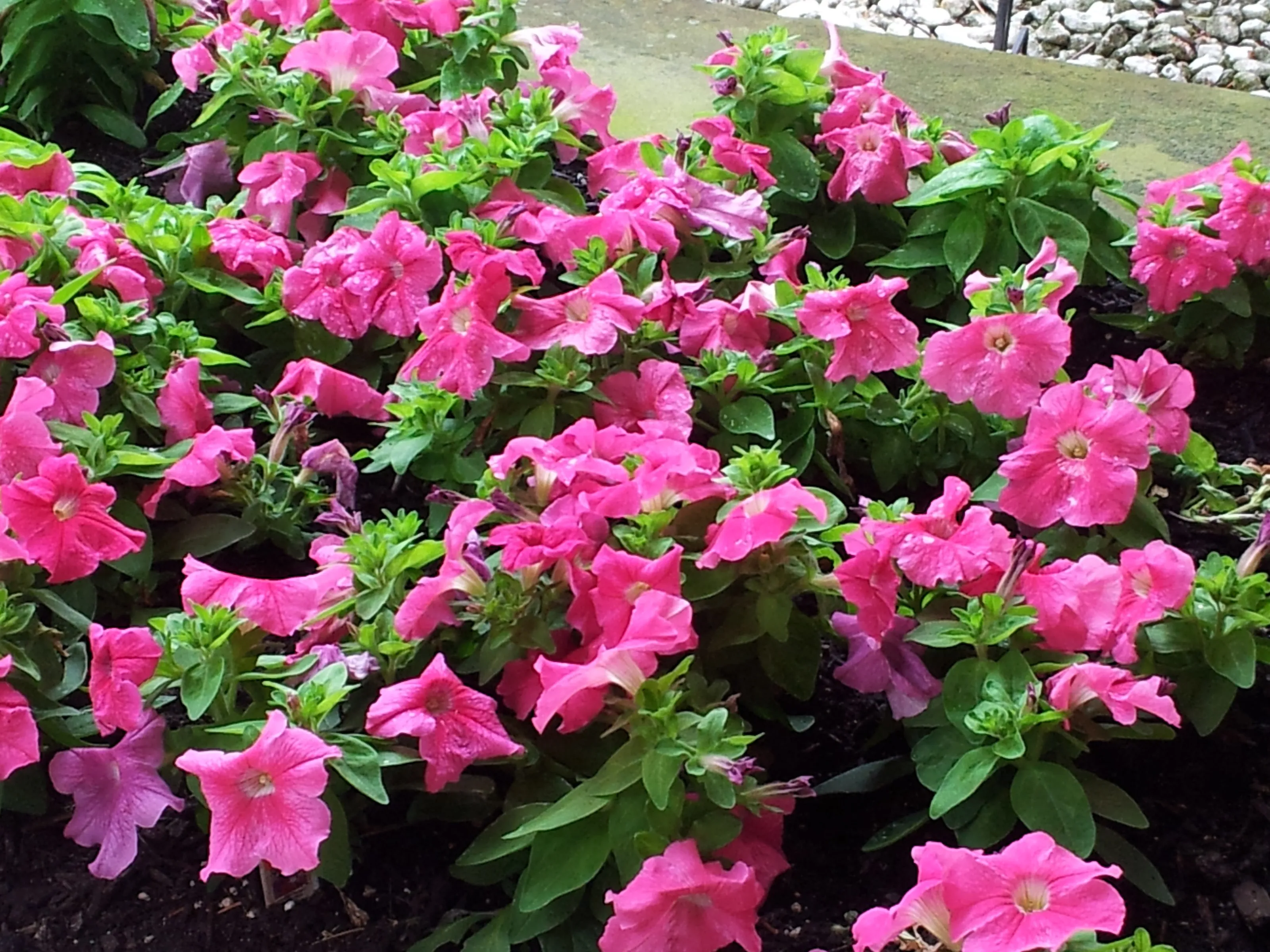 Petunias in Colour