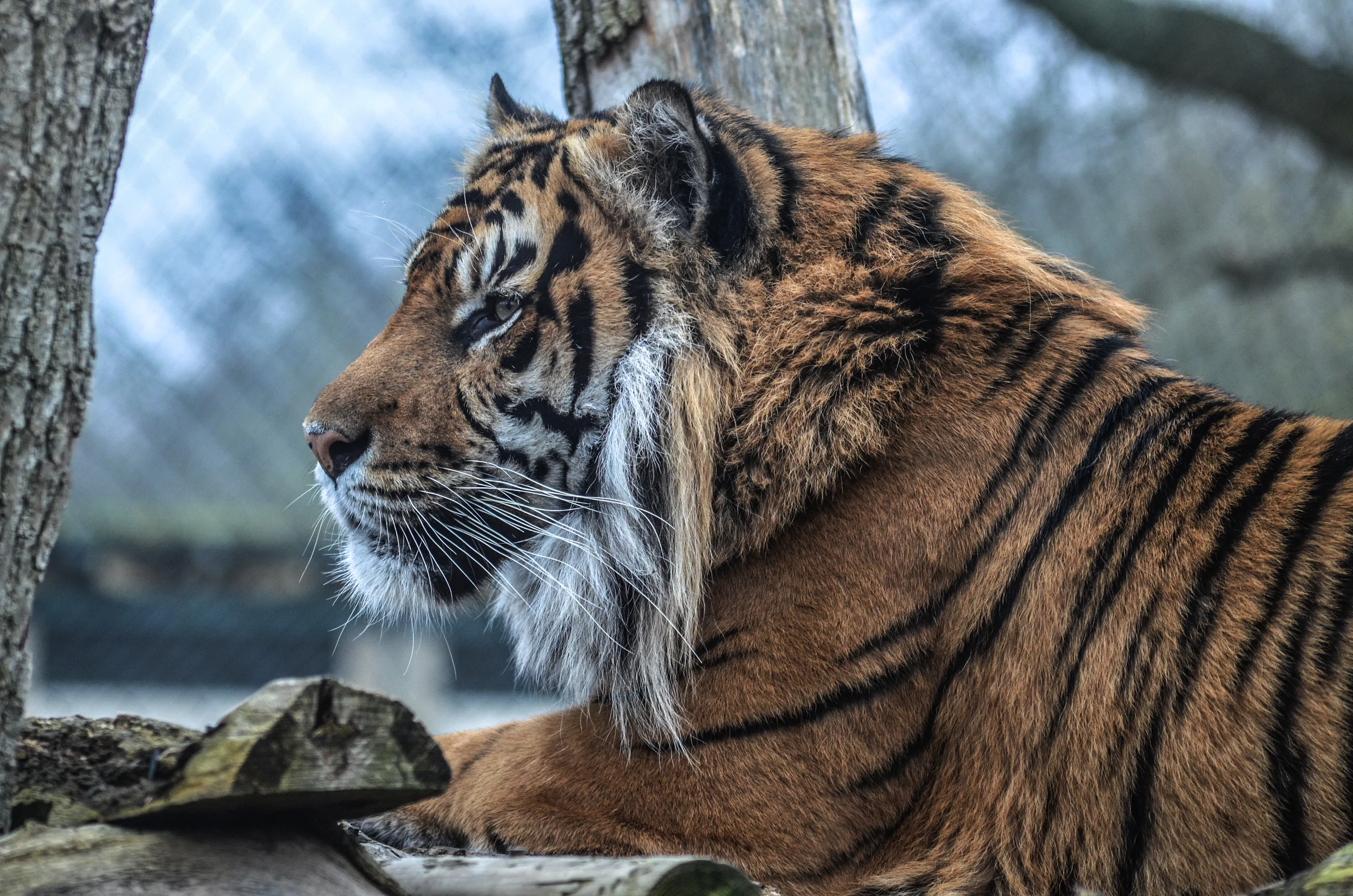 Animals in a Zoo