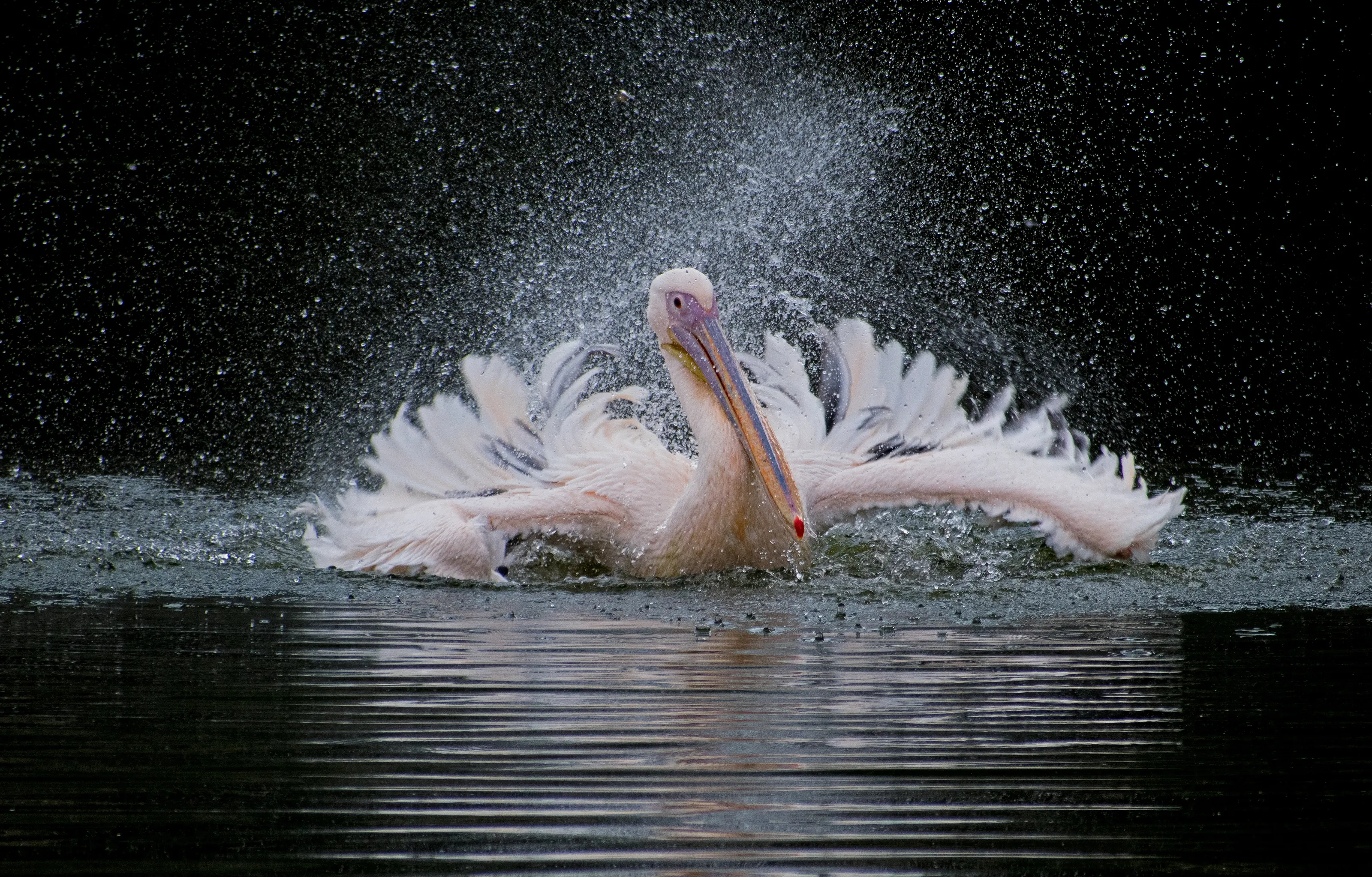 Pelicans