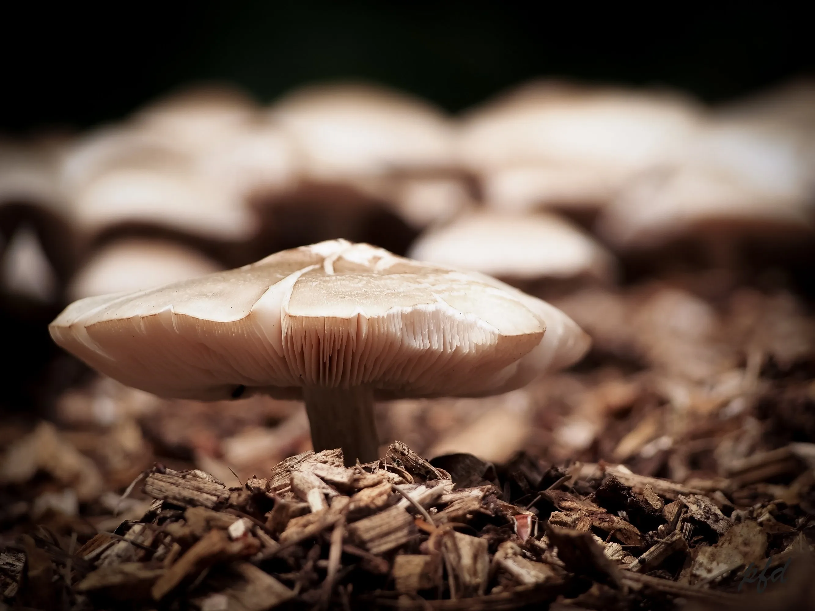 Mushrooms