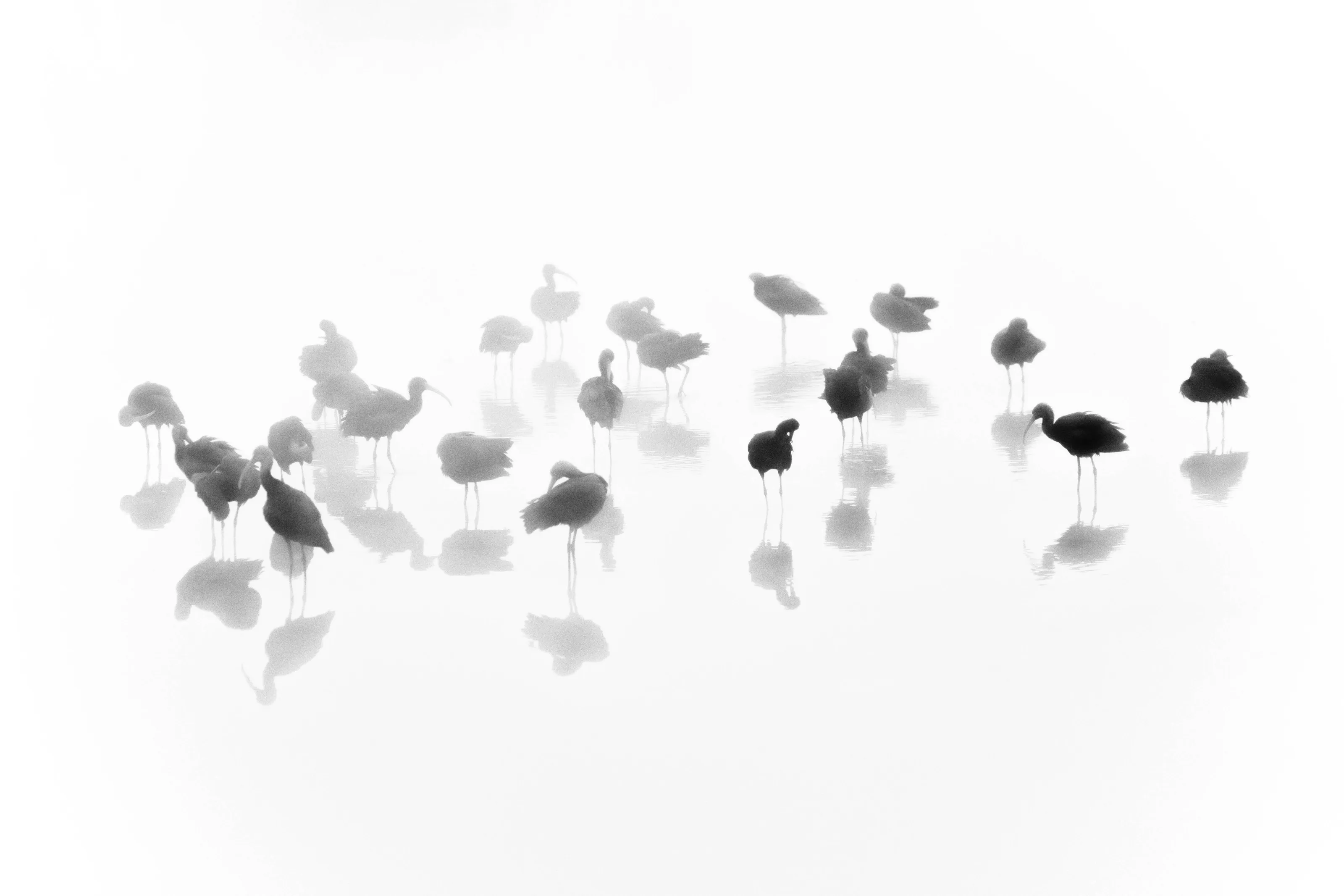 Wildlife (Black and White)