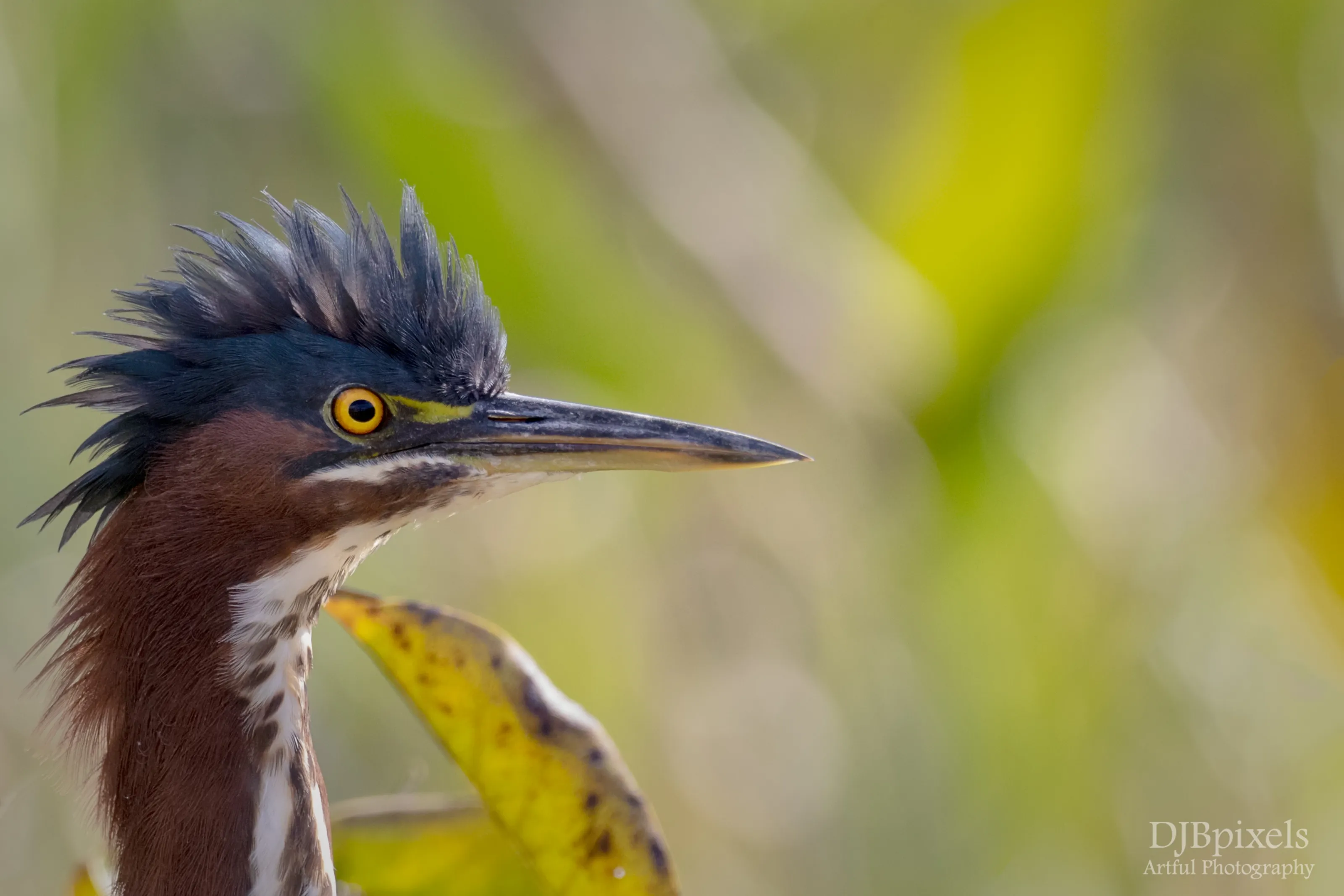 Wetland Birds and Waterbirds