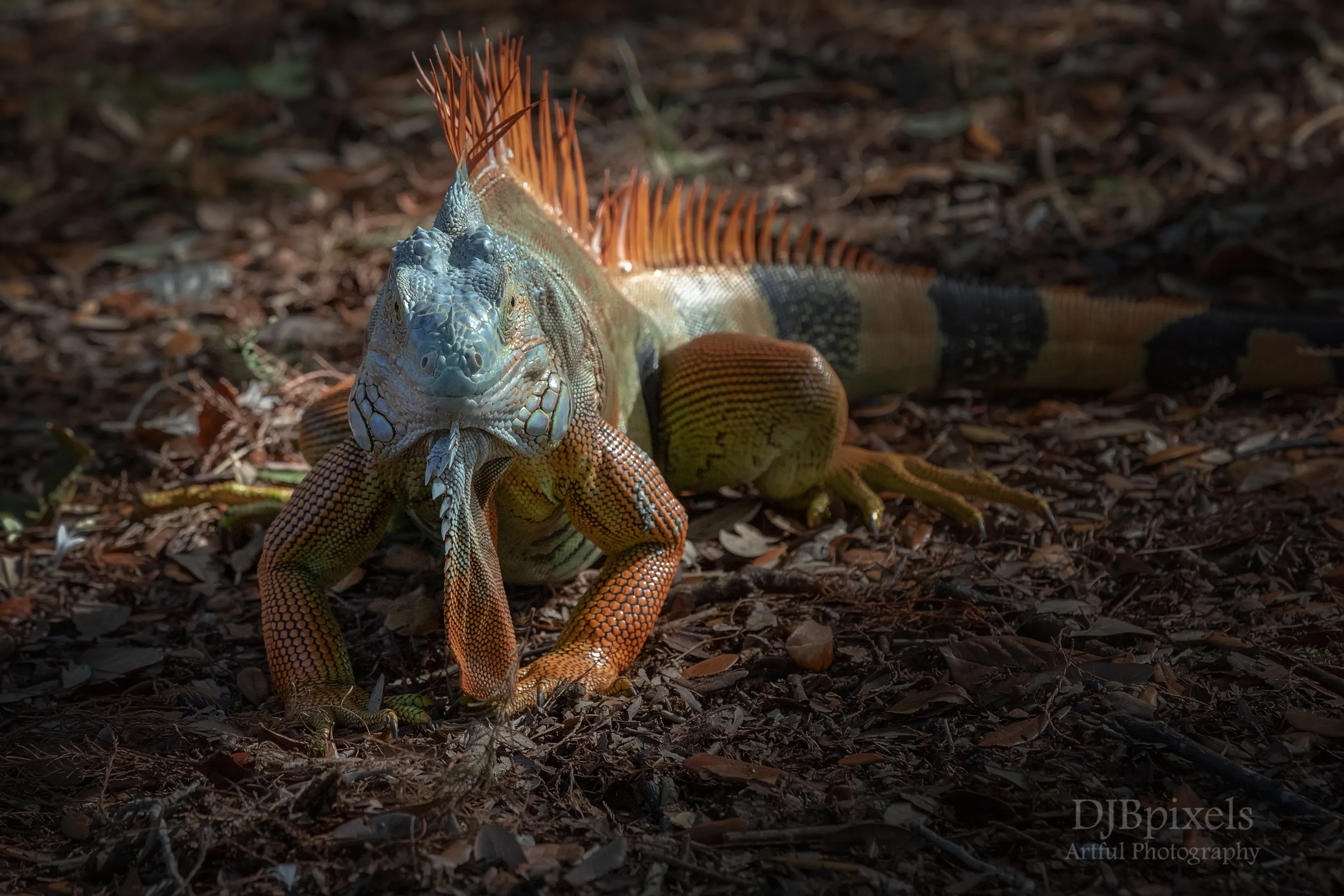 Iguanas