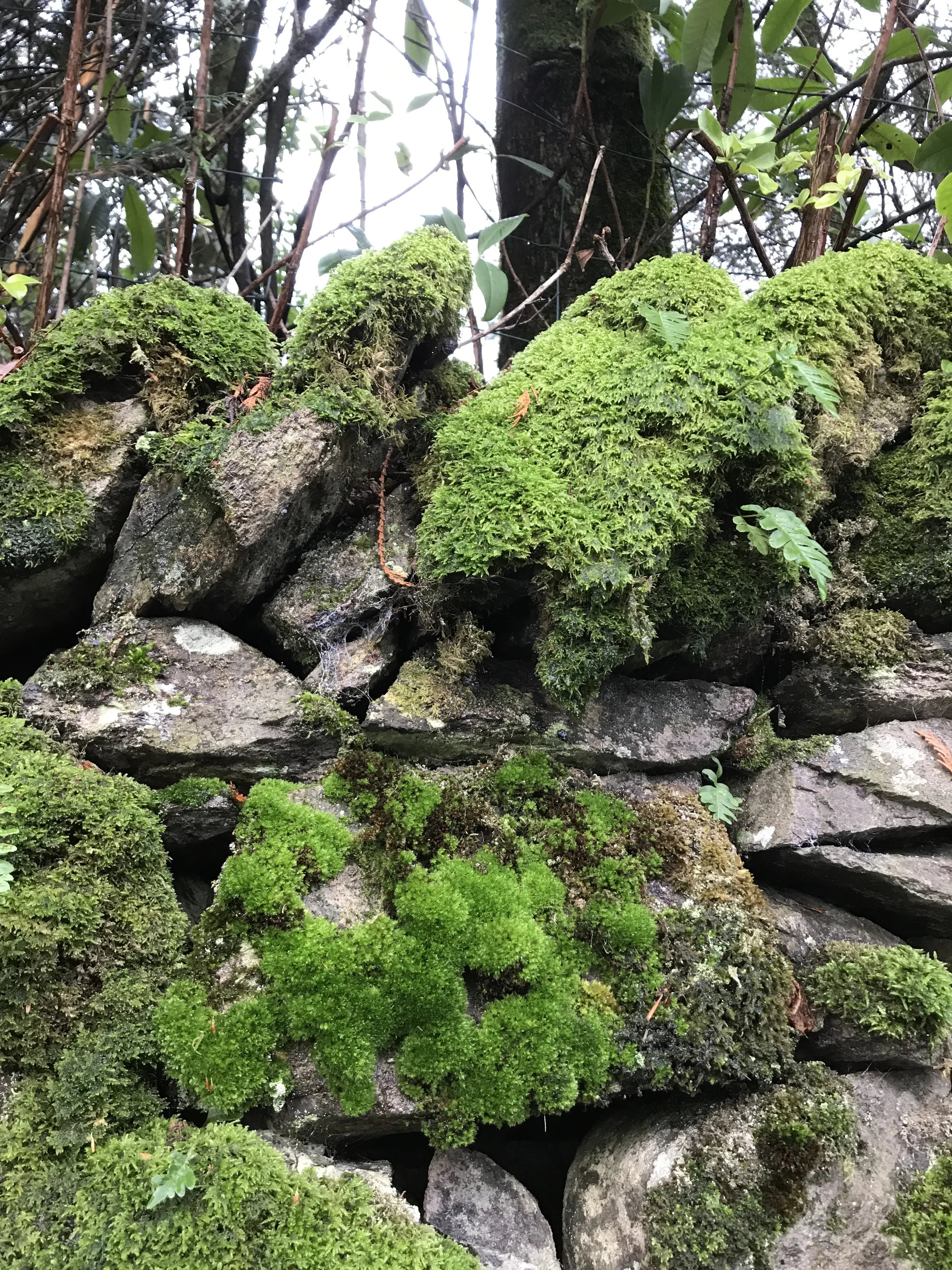 Moss and Lichen in Colour