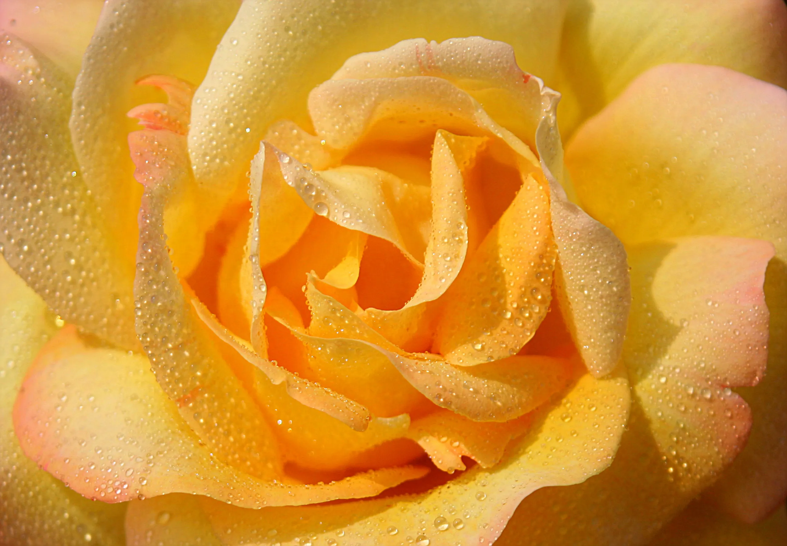 Colourful Roses