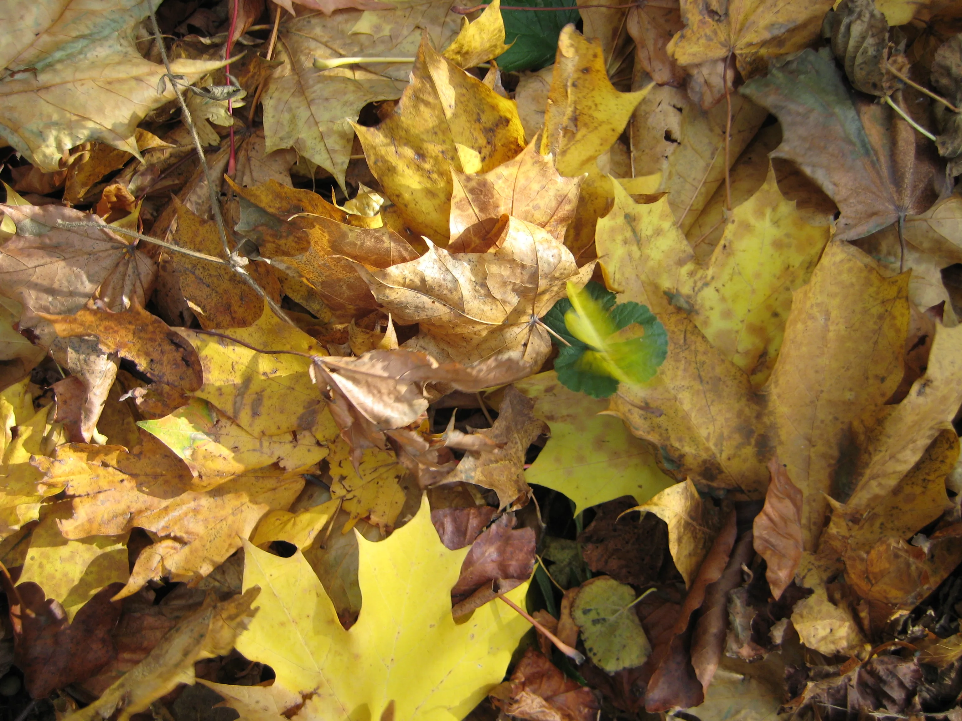 Leaves