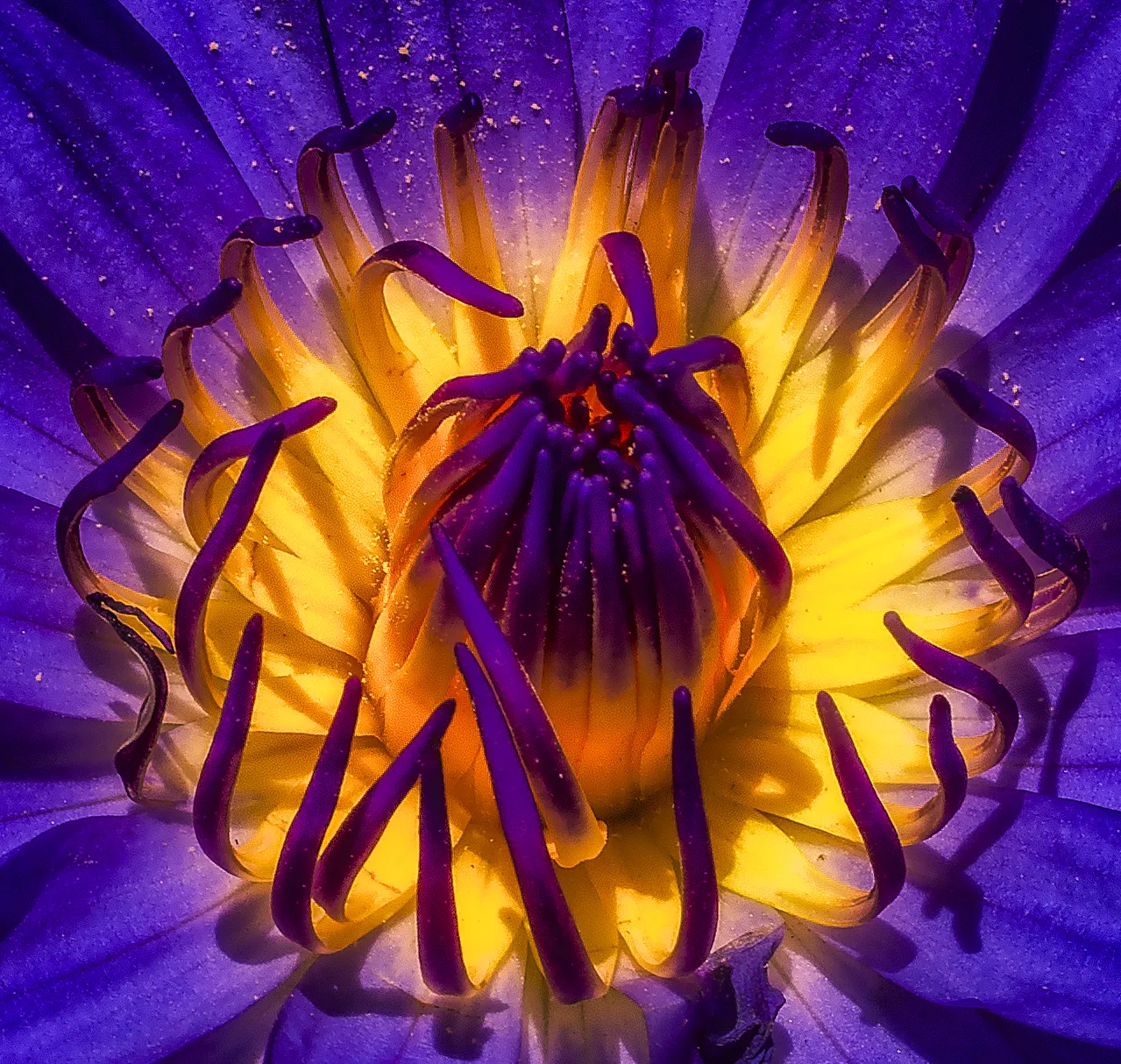 Flowers in Macro and Close Up (in Colour)