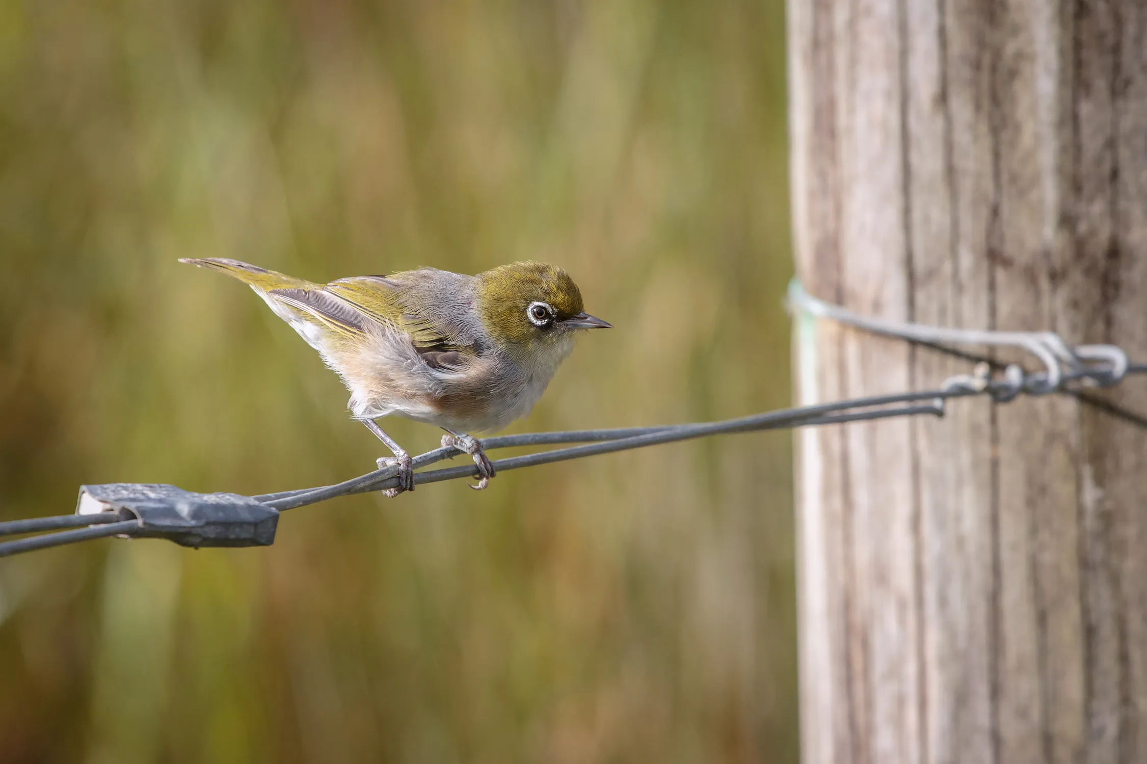 Birds Perched on Wire