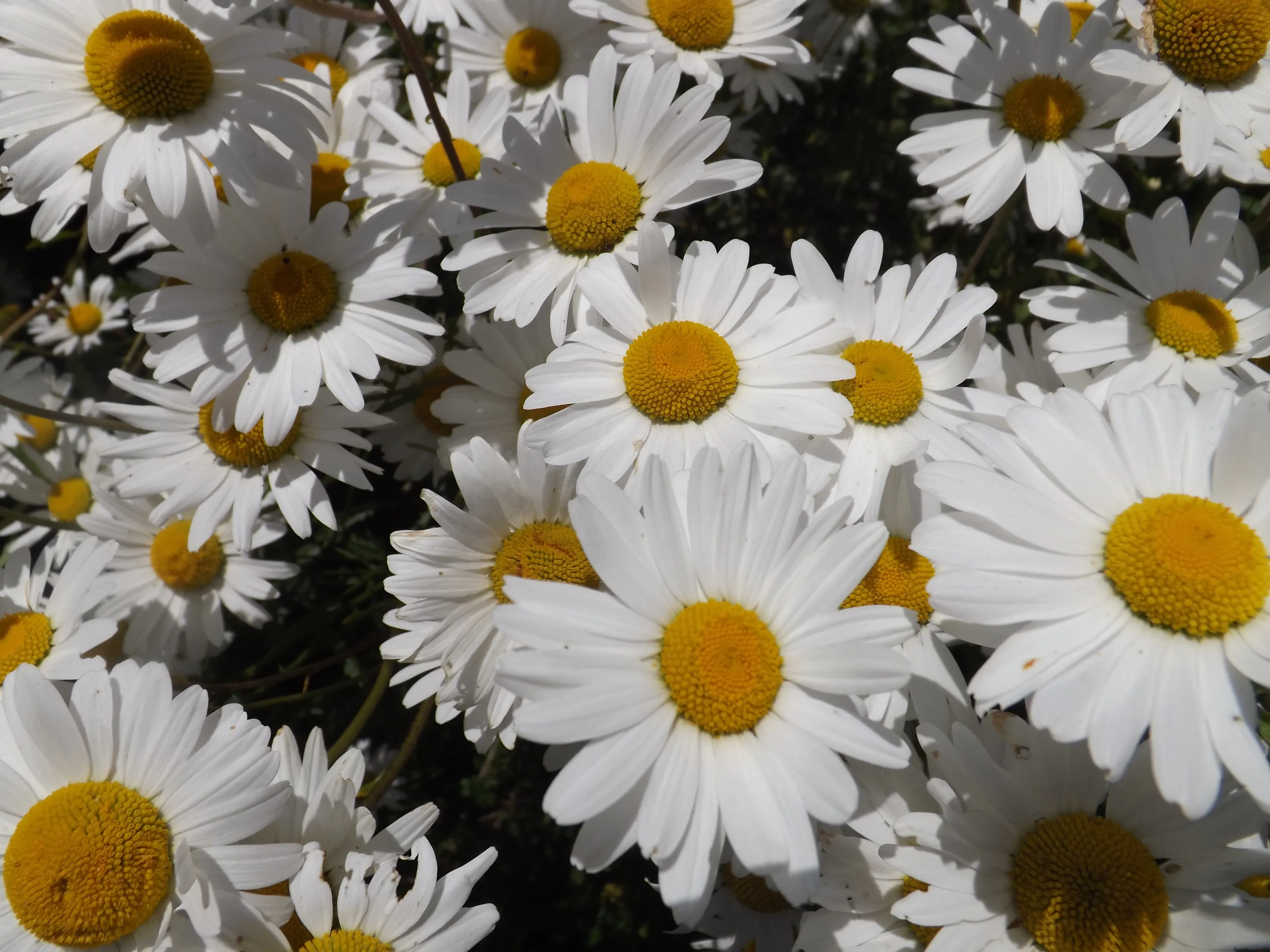 White Flowers