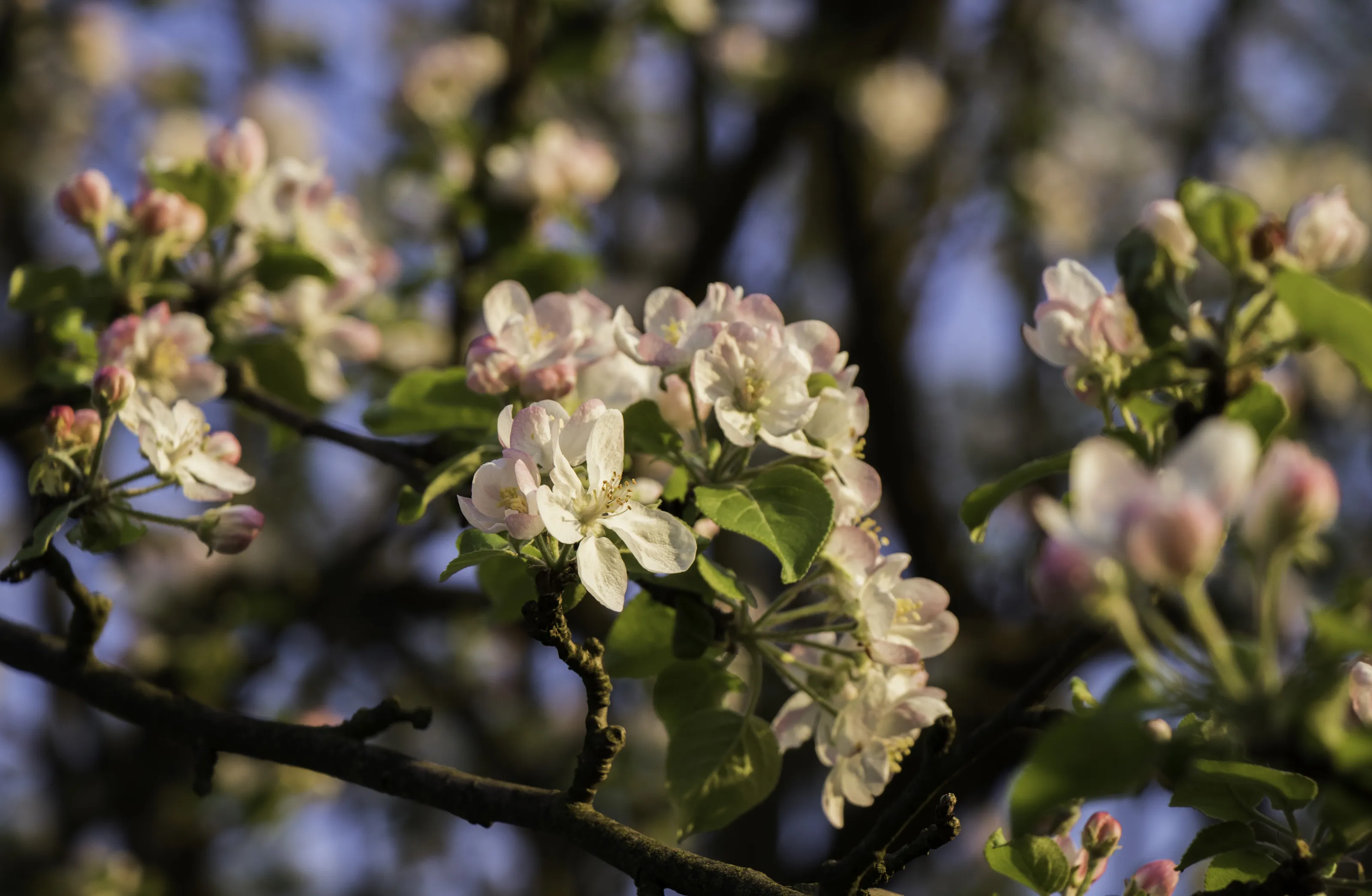 Flowering Trees in Bloom