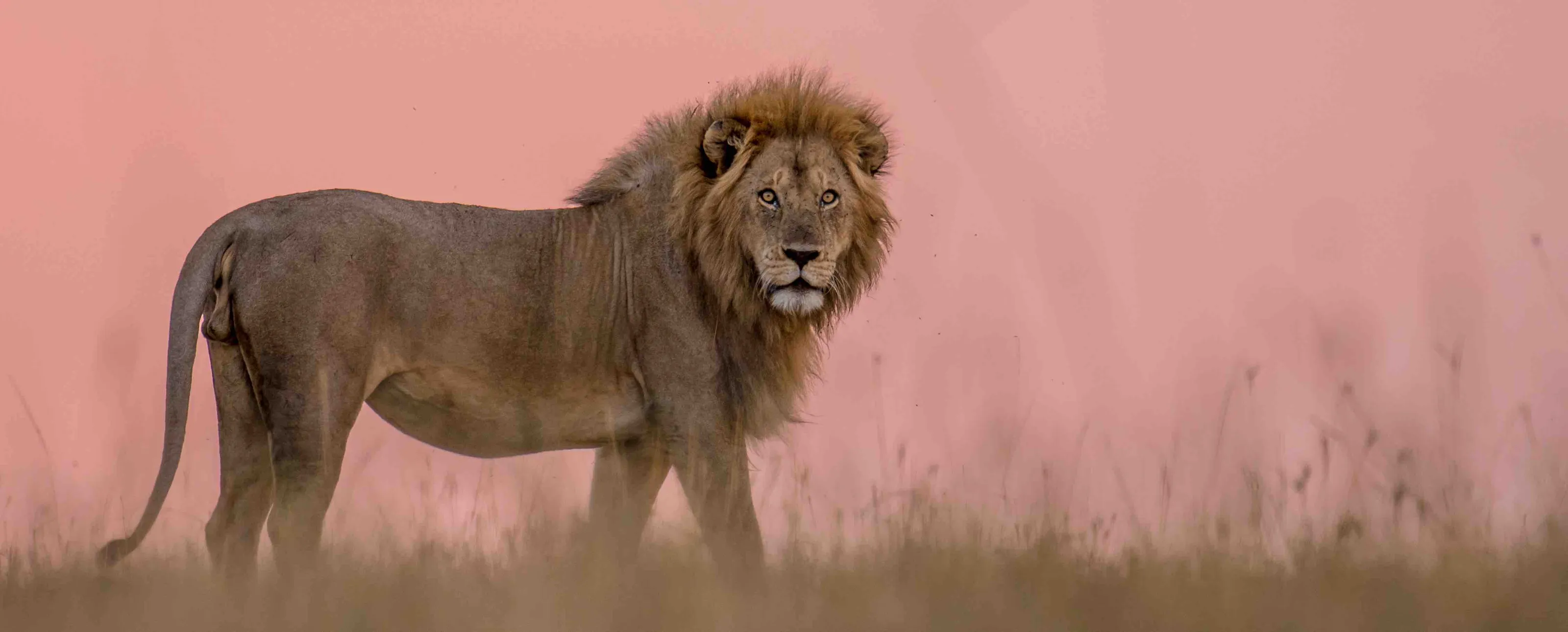Tusk’s Year of the Lion