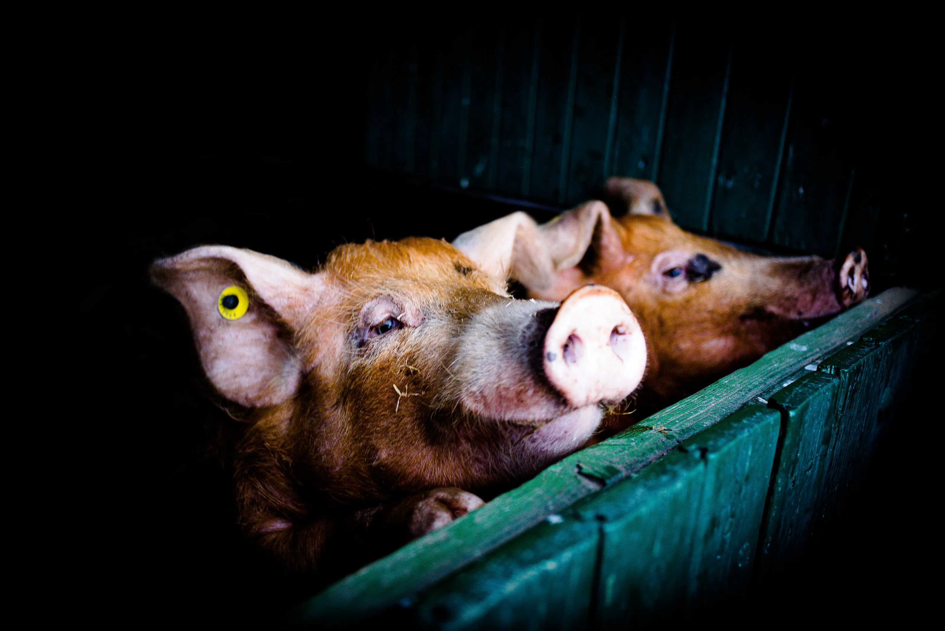 Pigs