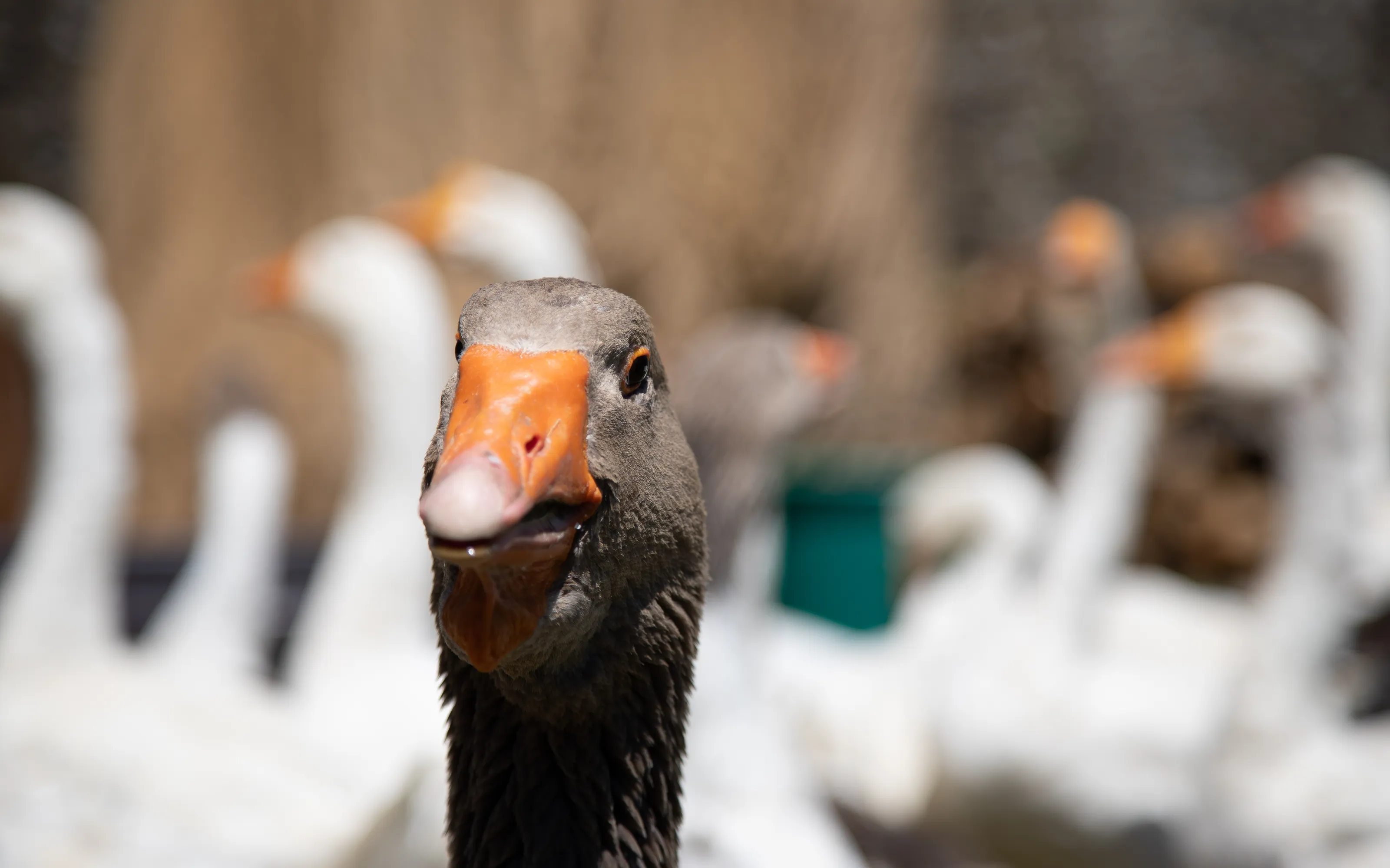 Geese in Colour