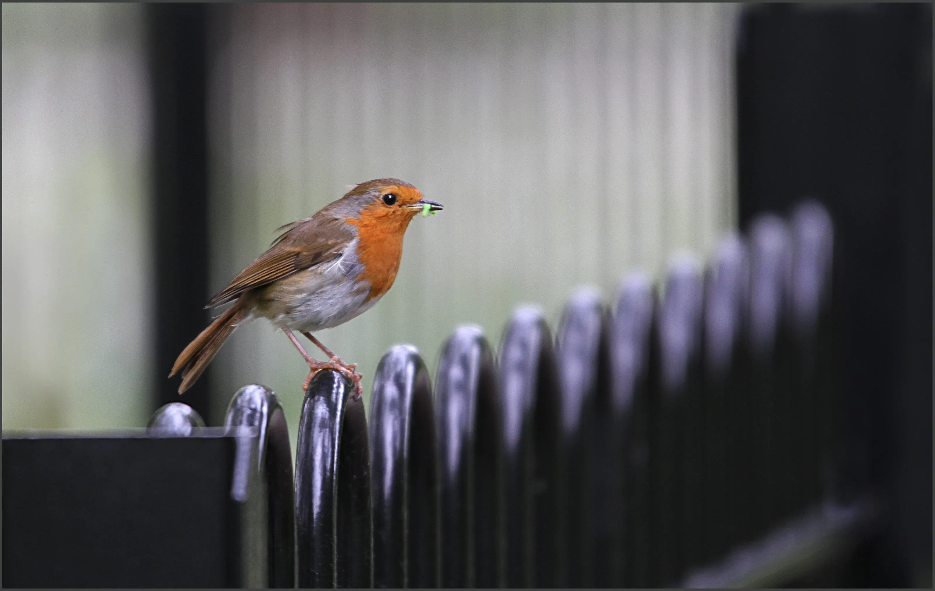 On a Fence