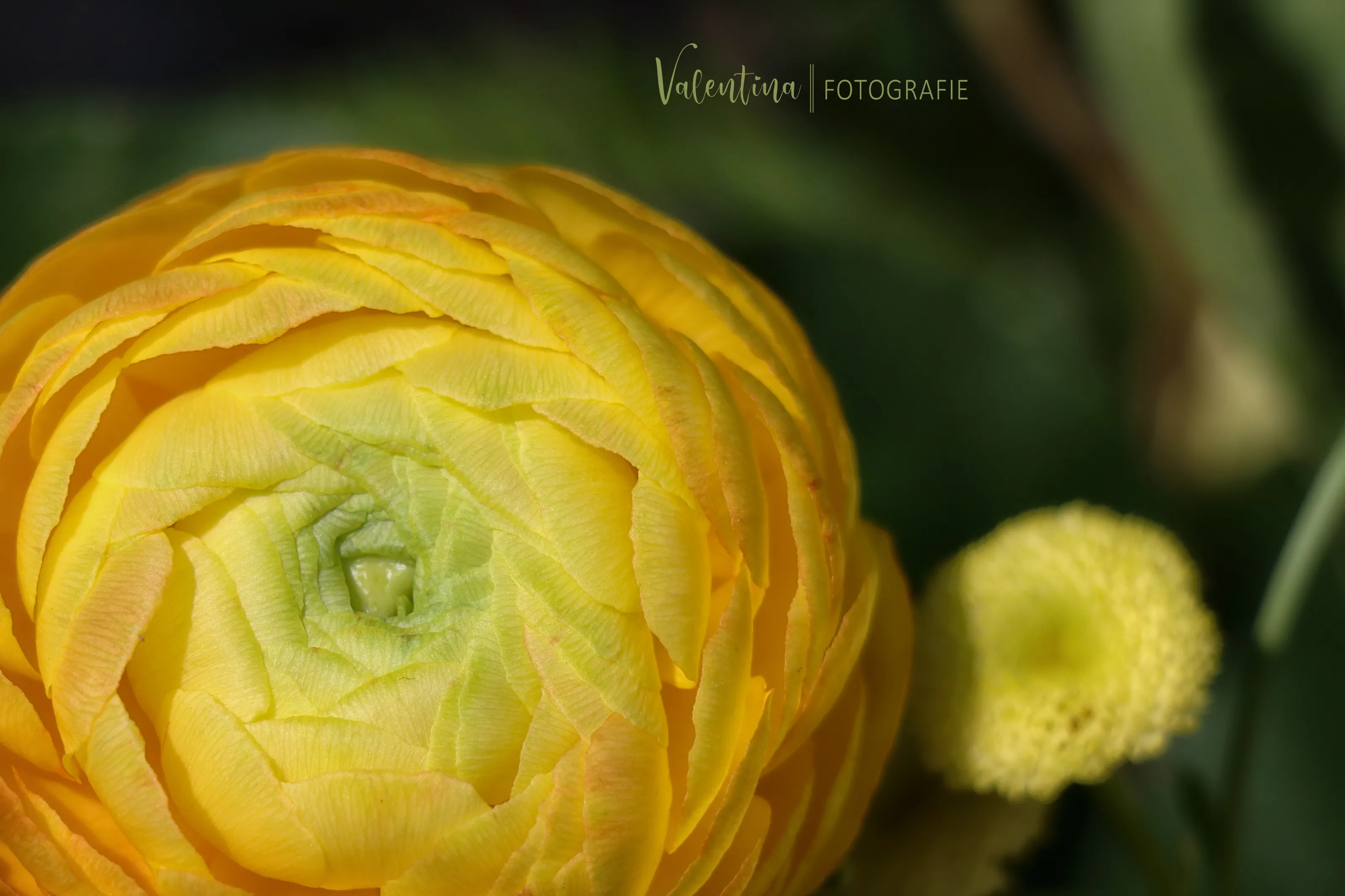 Yellow Flowers