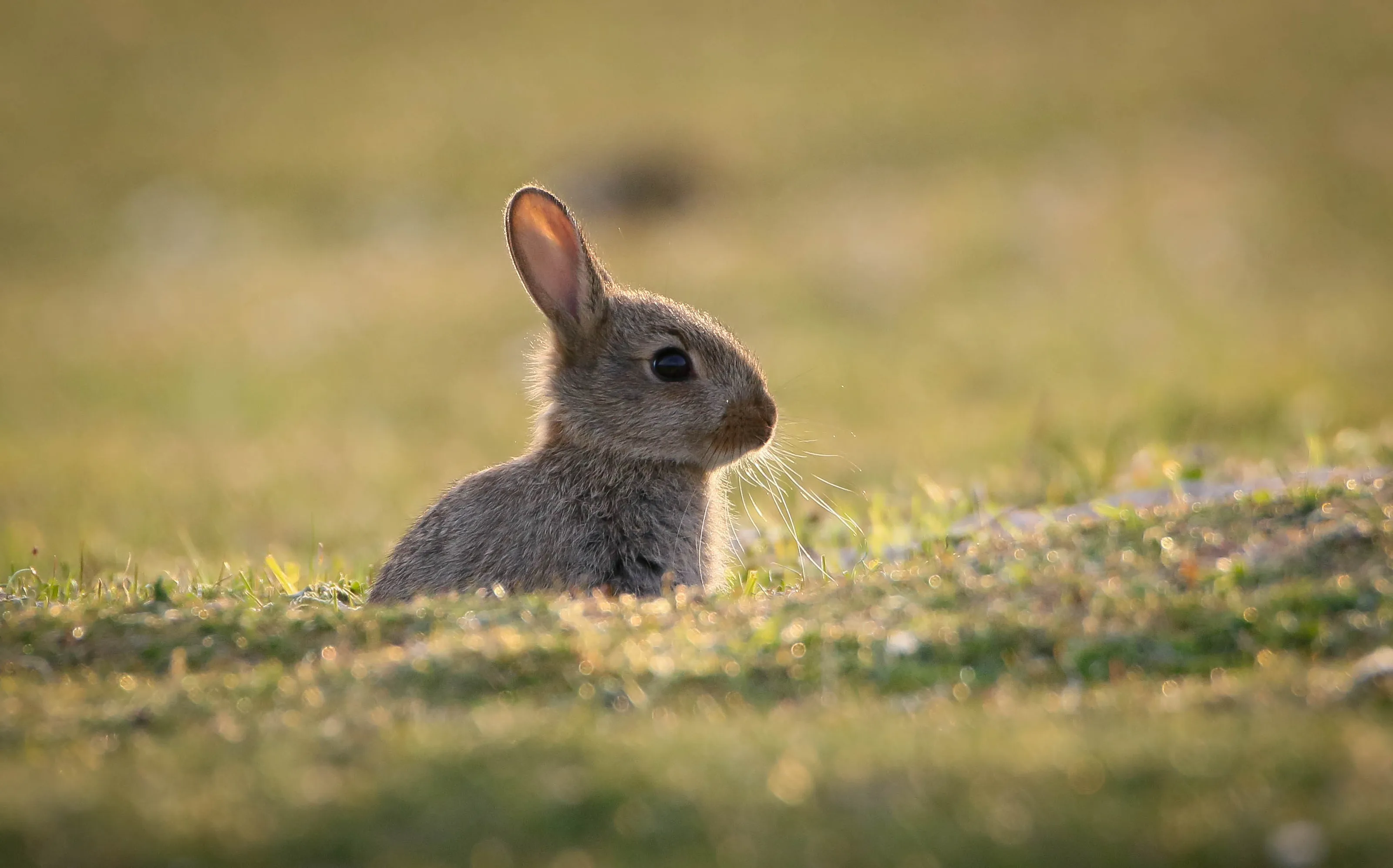 Wild Rabbits
