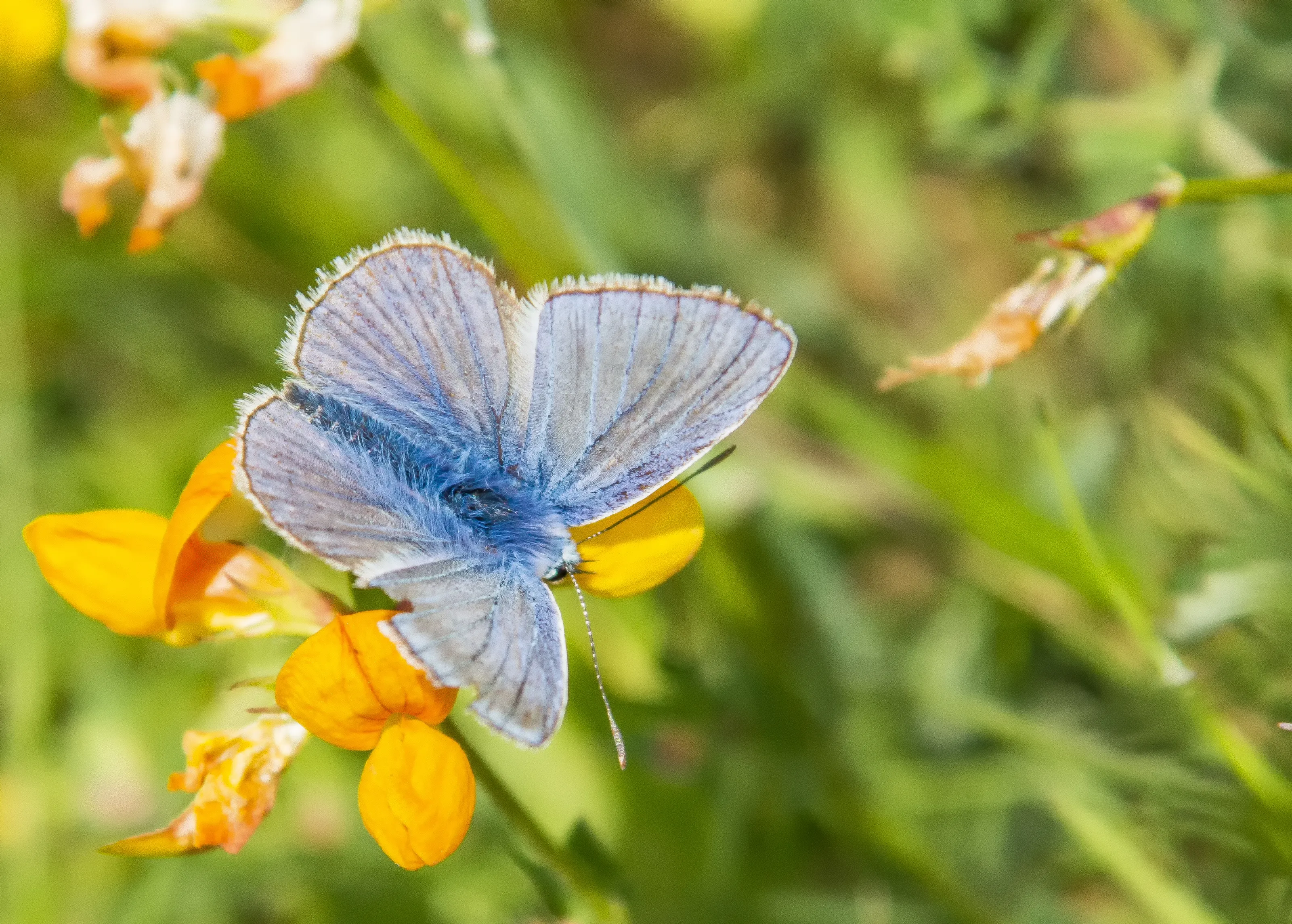 Best of British Wildlife