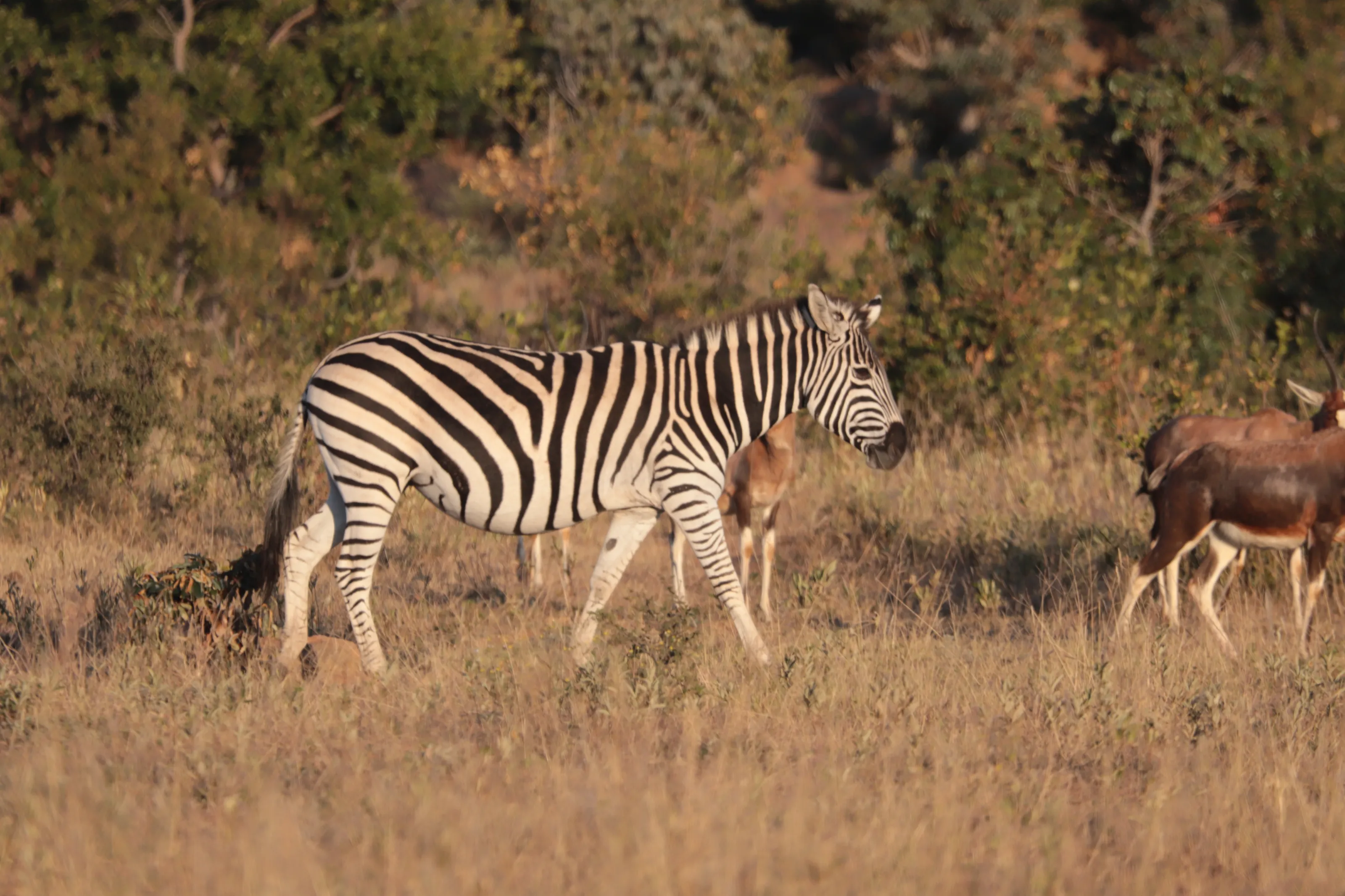 Wild Mammals