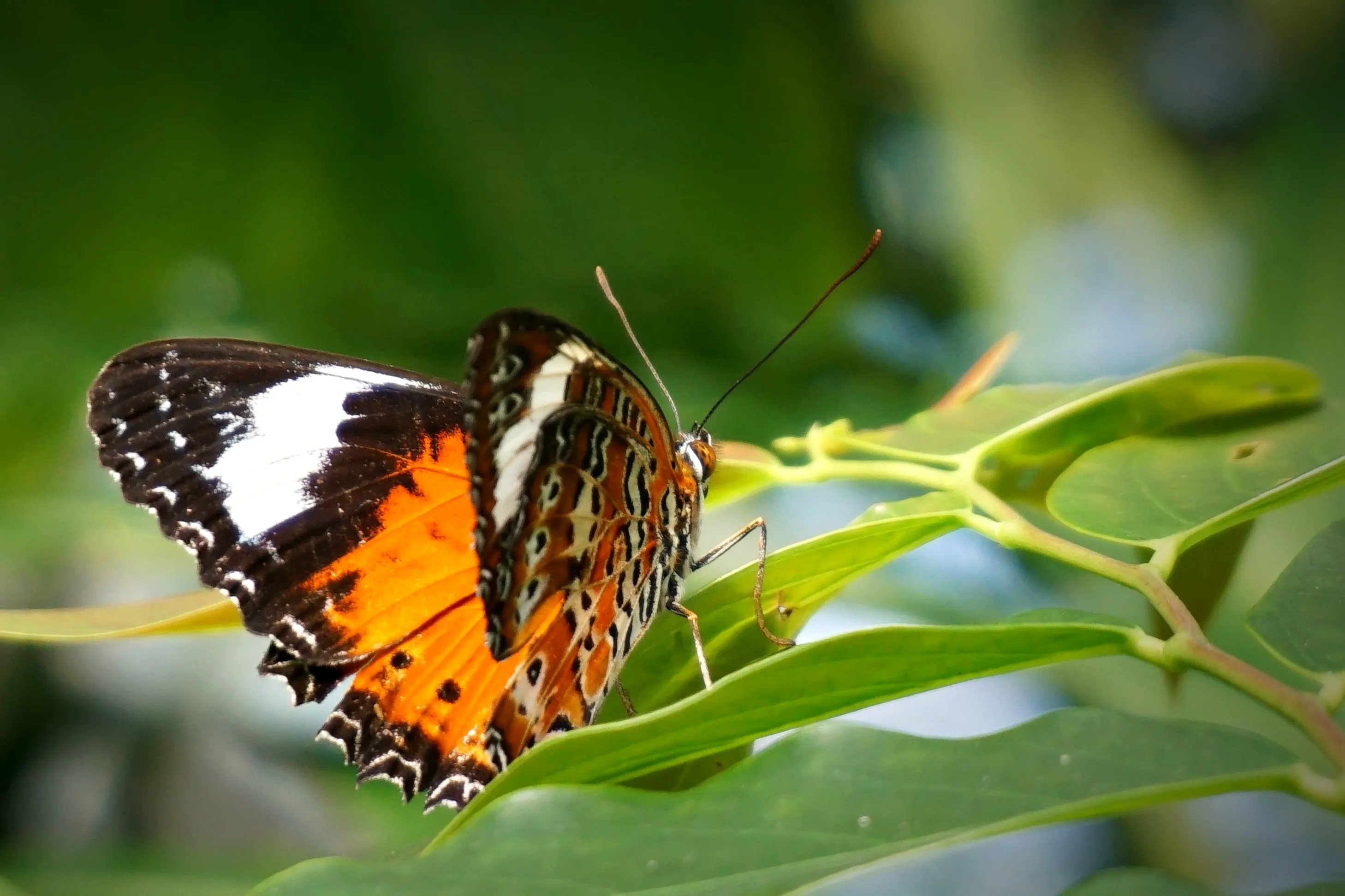 Beautiful Insects