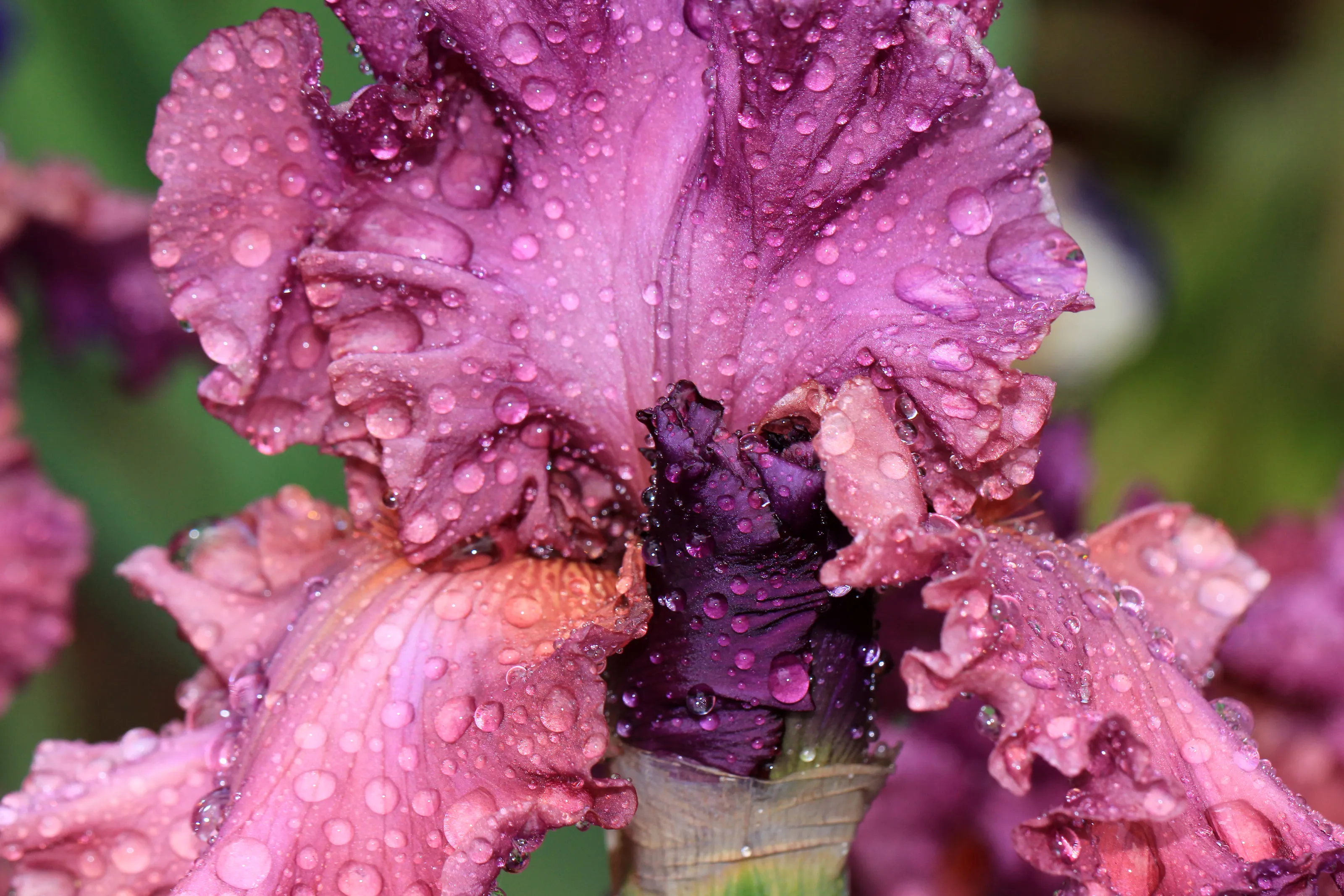 Water Drops on Plants and Flowers