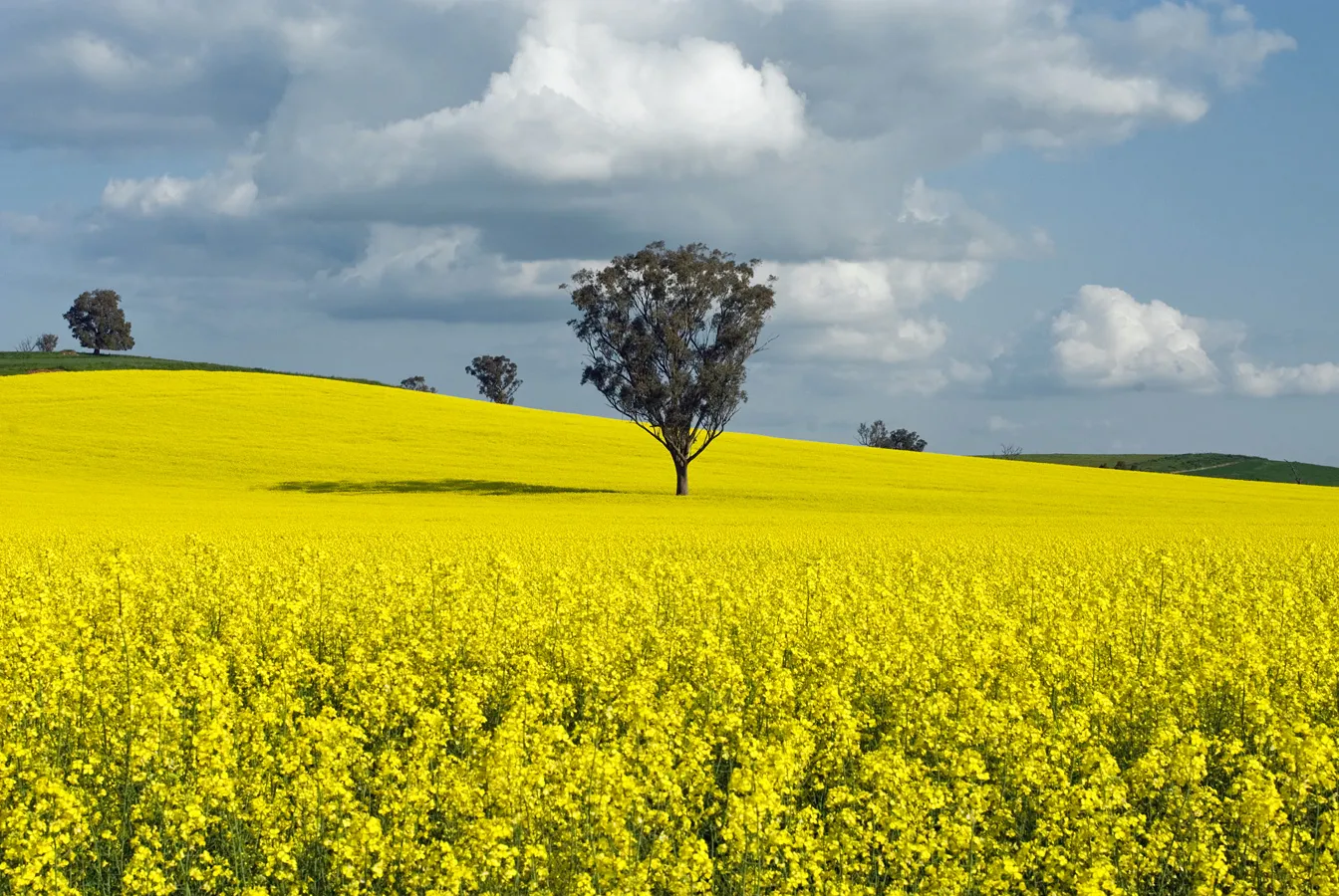 Trees in summer