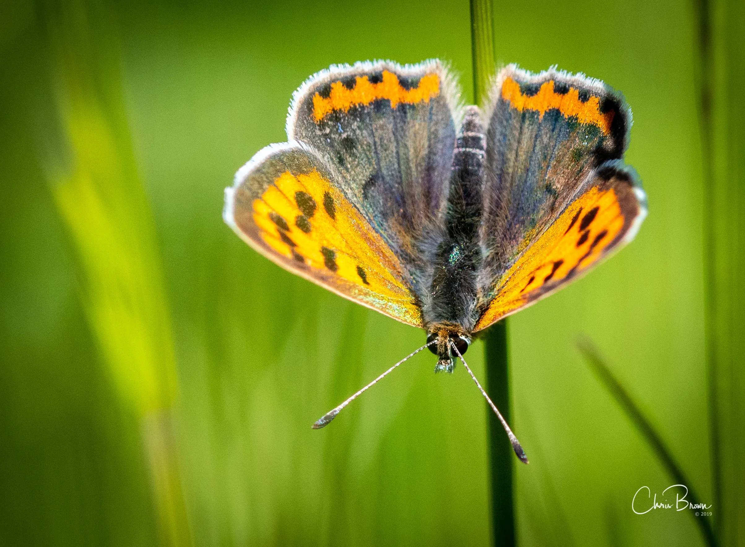 Moths and Butterflies