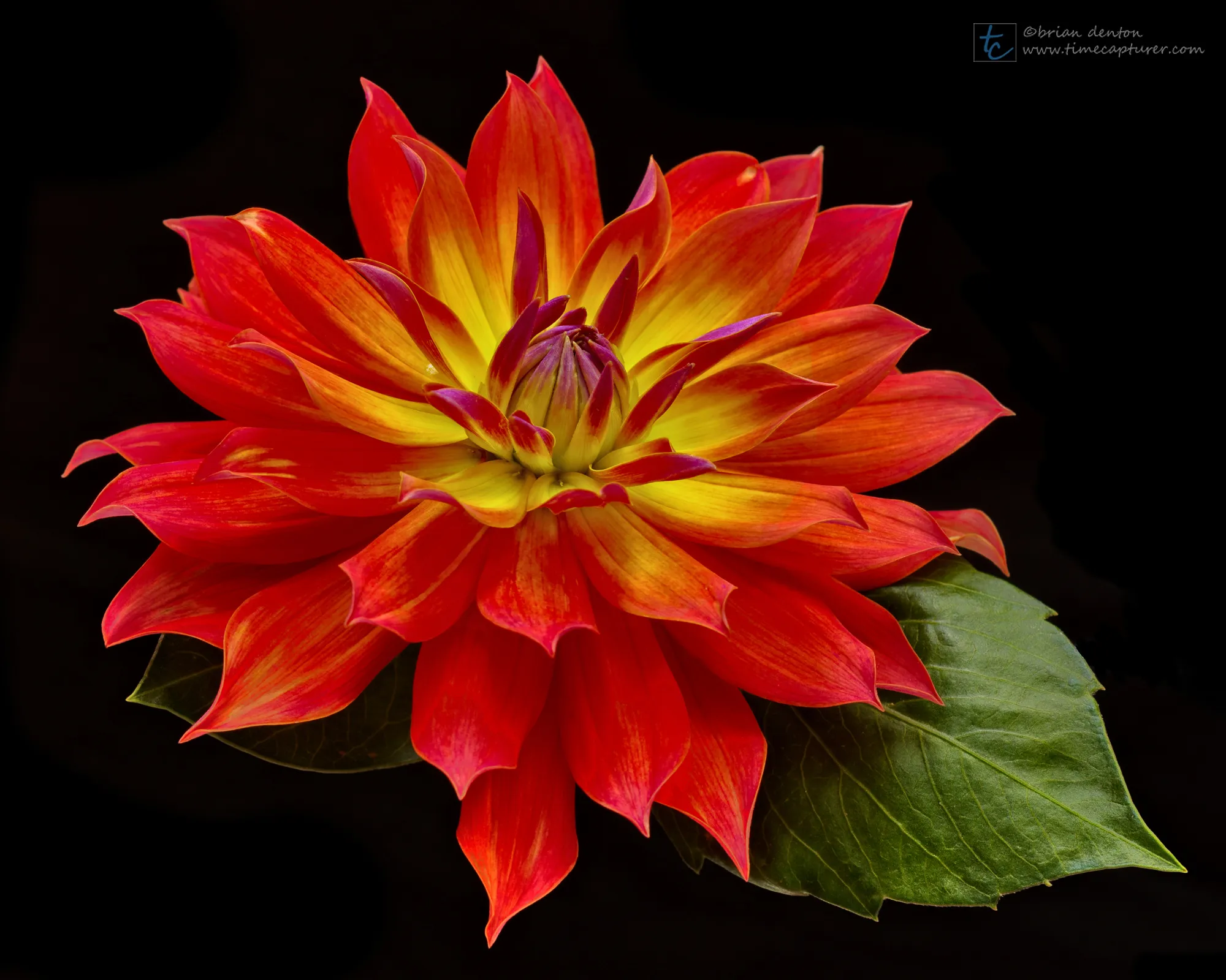 Dahlias in Colour