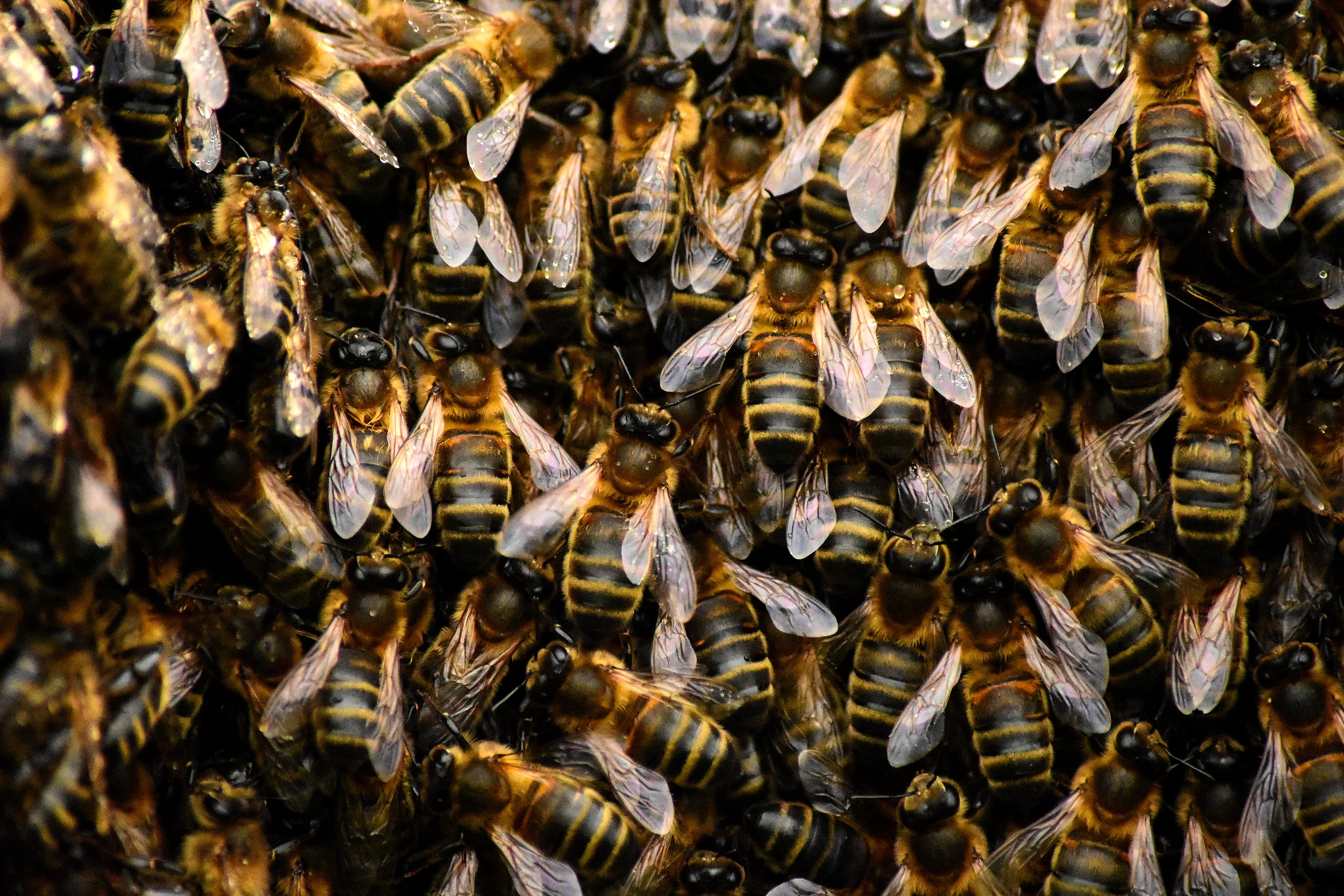 Bees and Wasps in Colour