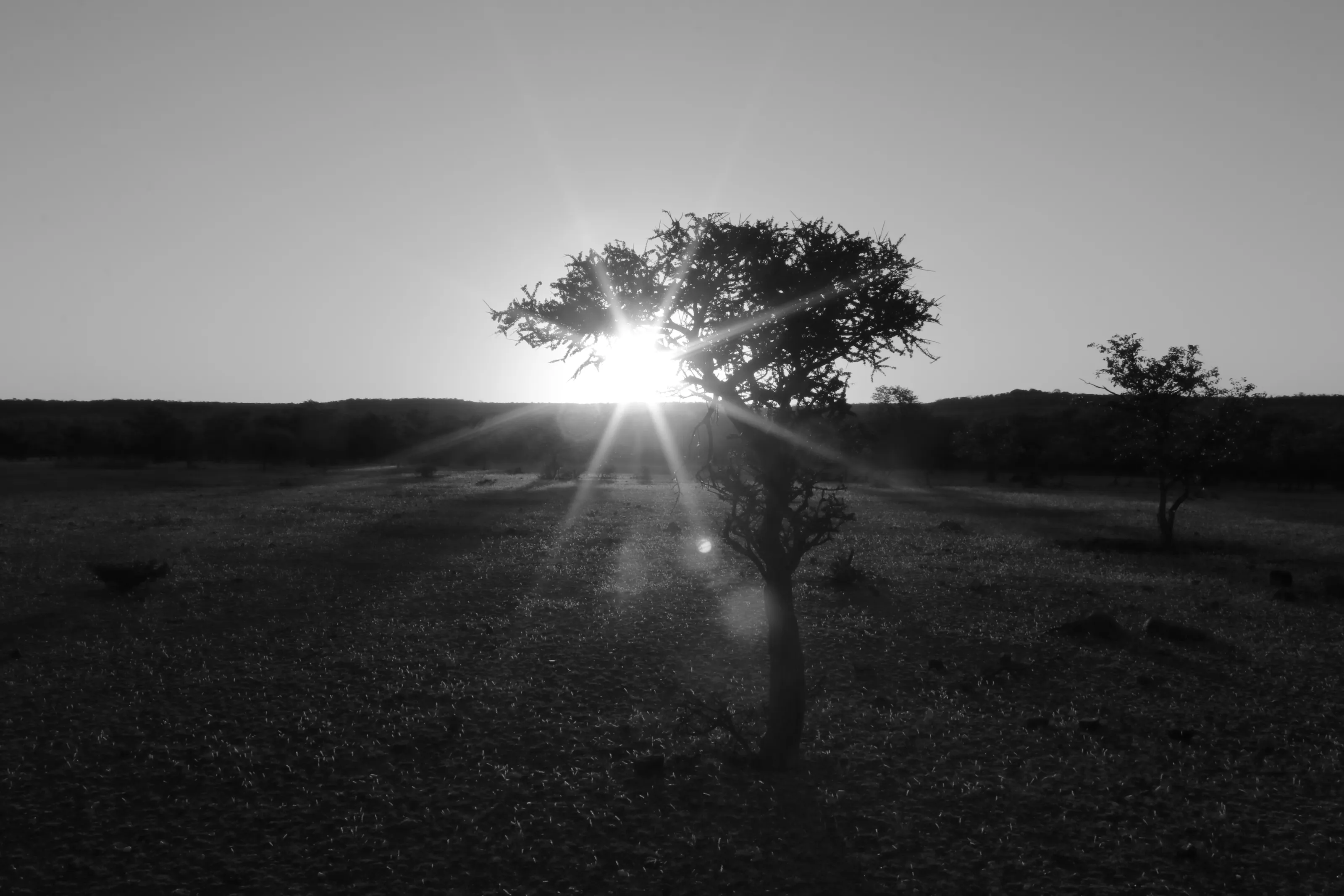 Silhouettes - Shooting Into The Light